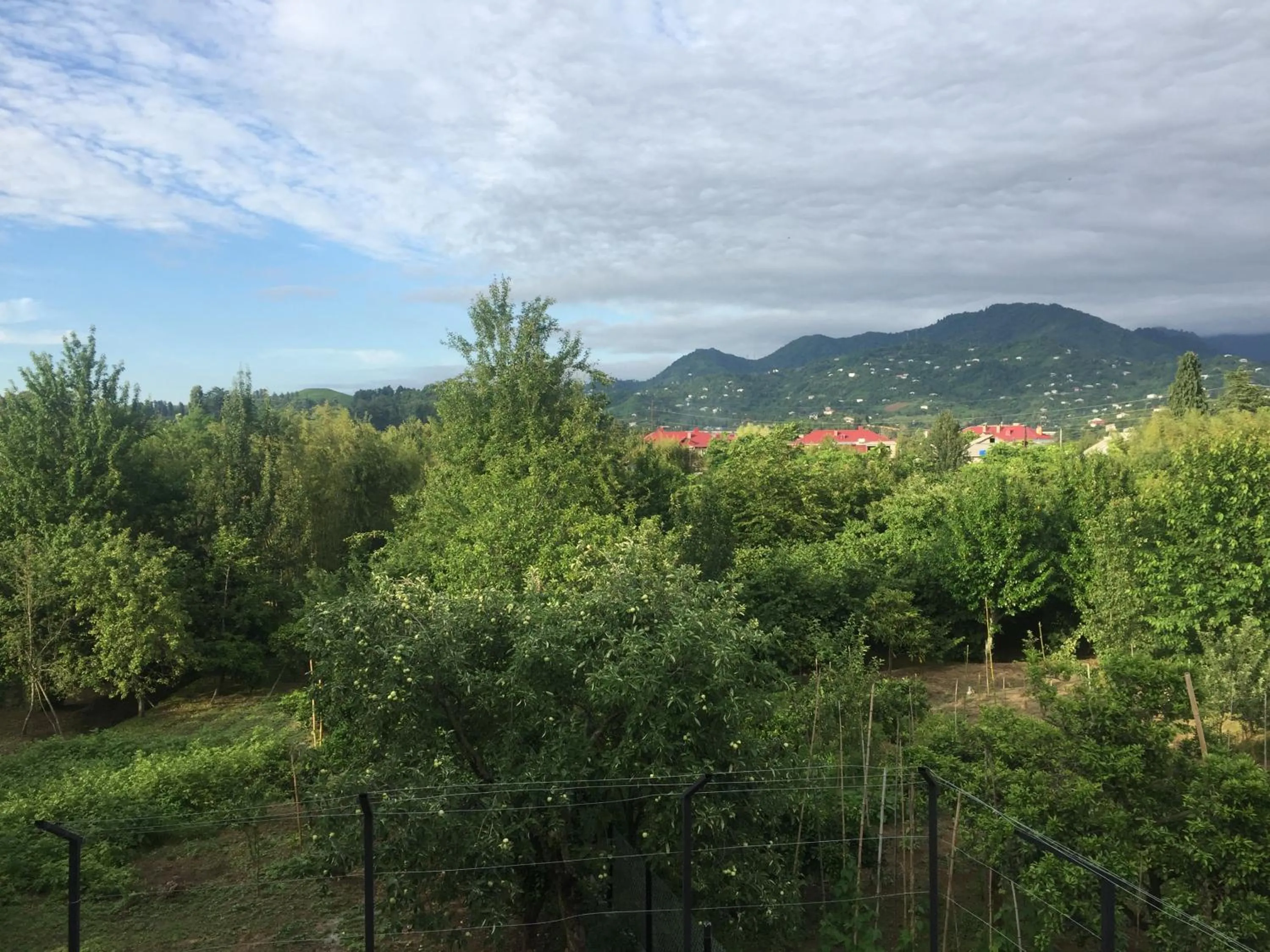 Garden view in Hotel Botanica