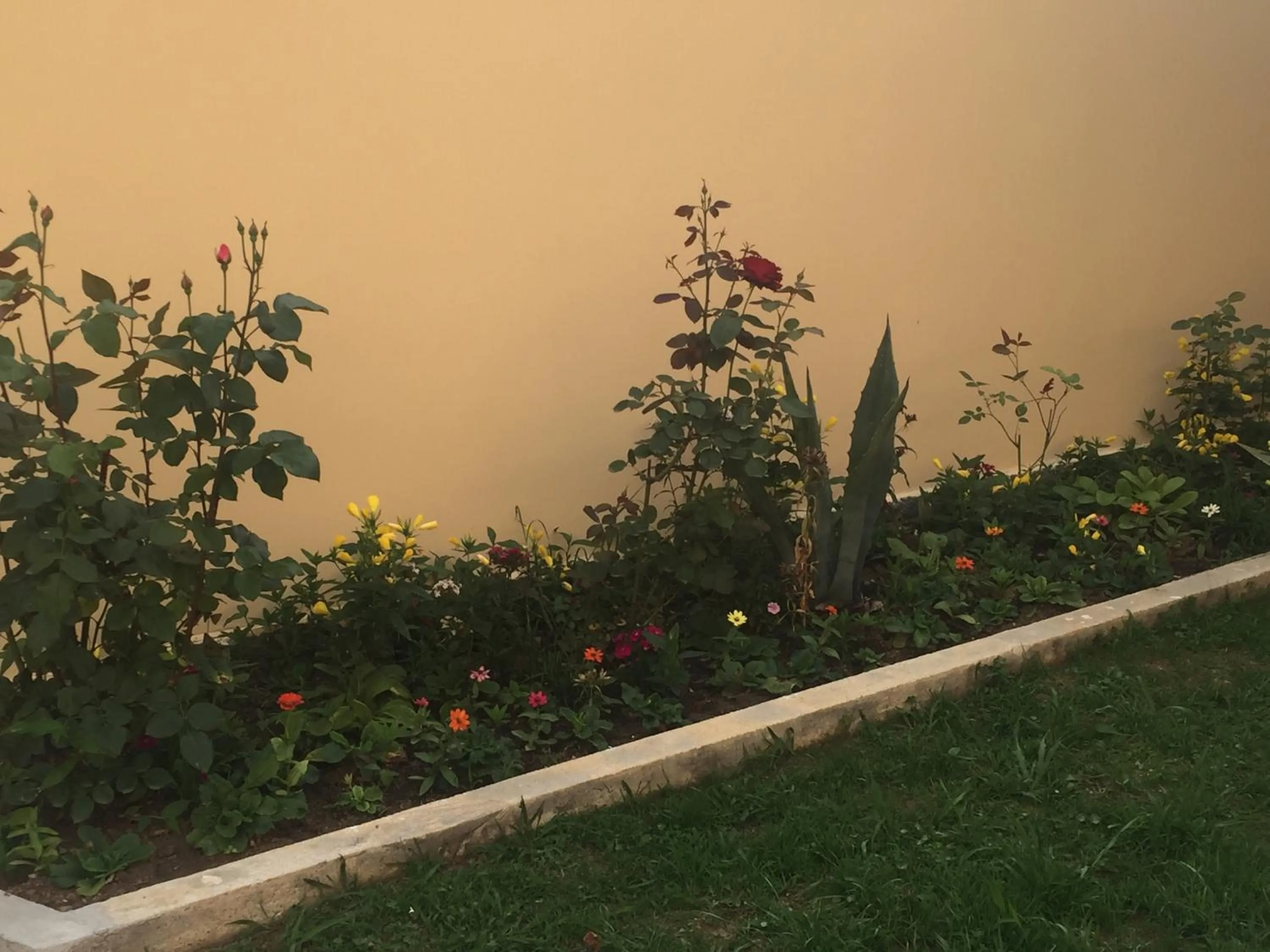 Garden in Hotel Botanica