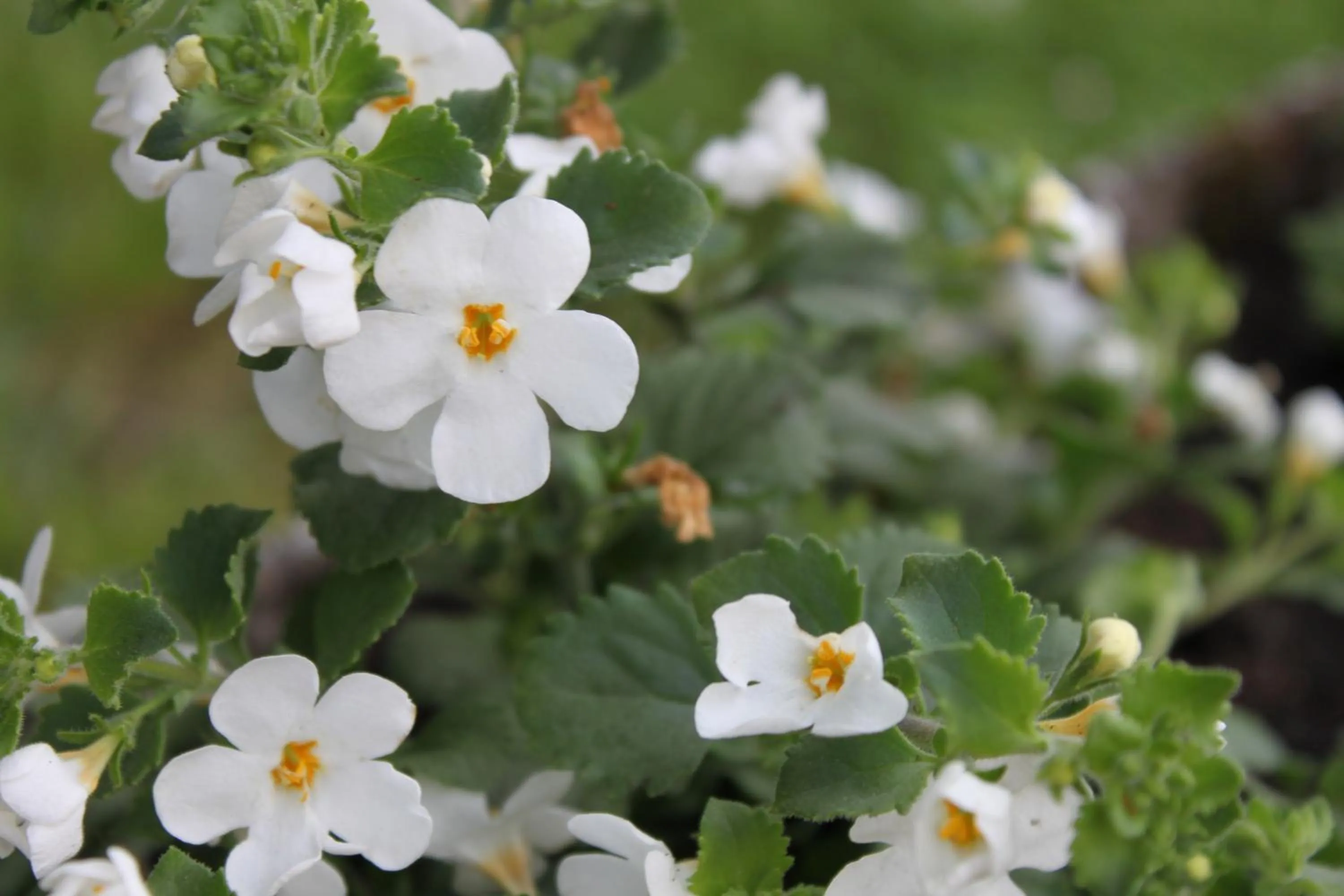 Garden in Au fil du temps