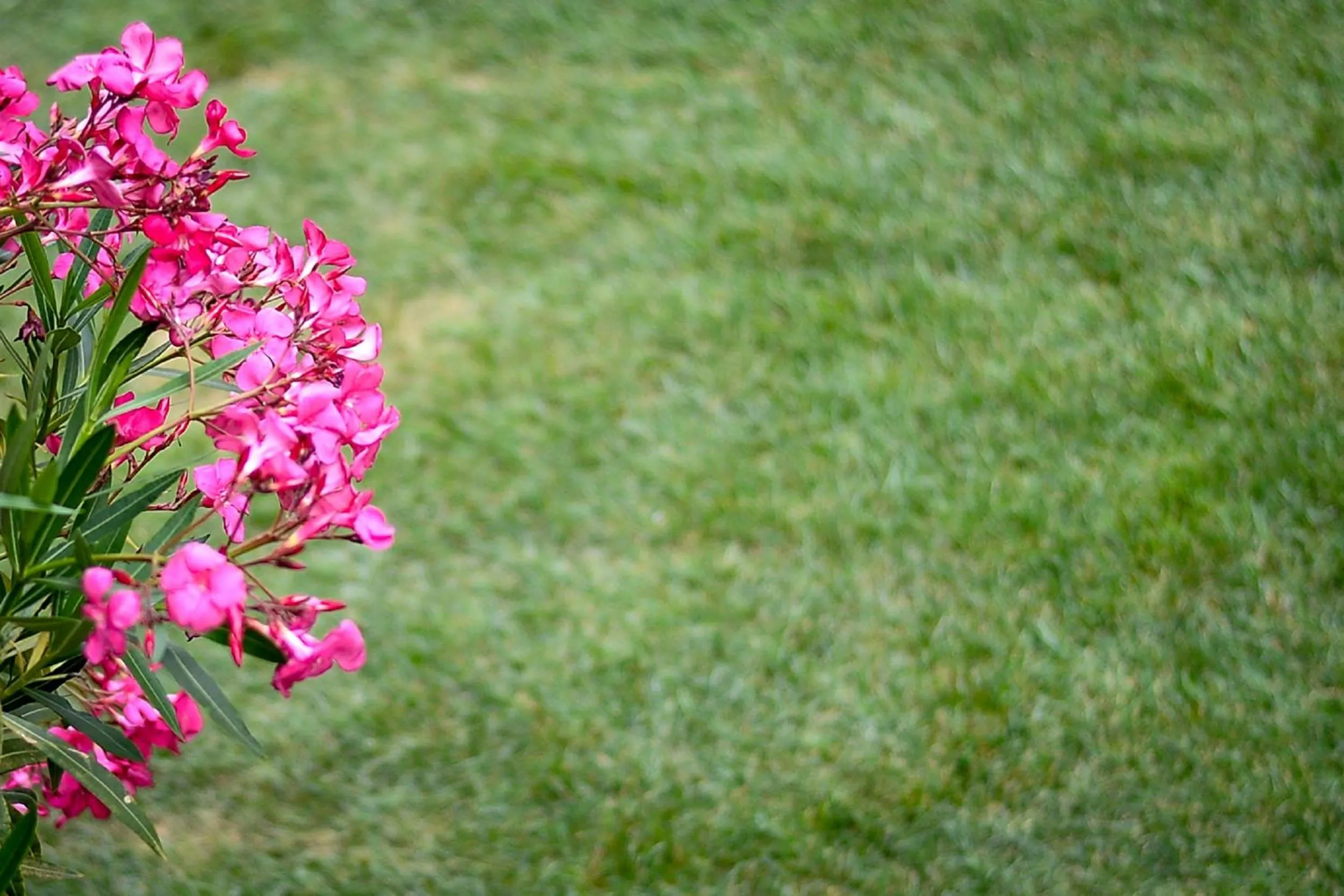 Garden in Villa Oliver 3 Siófok