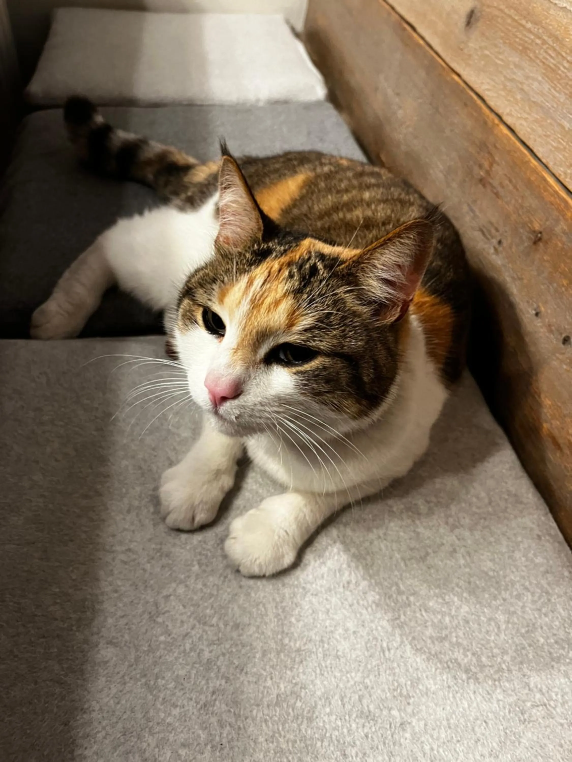 Pets in Guesthouse 1x6