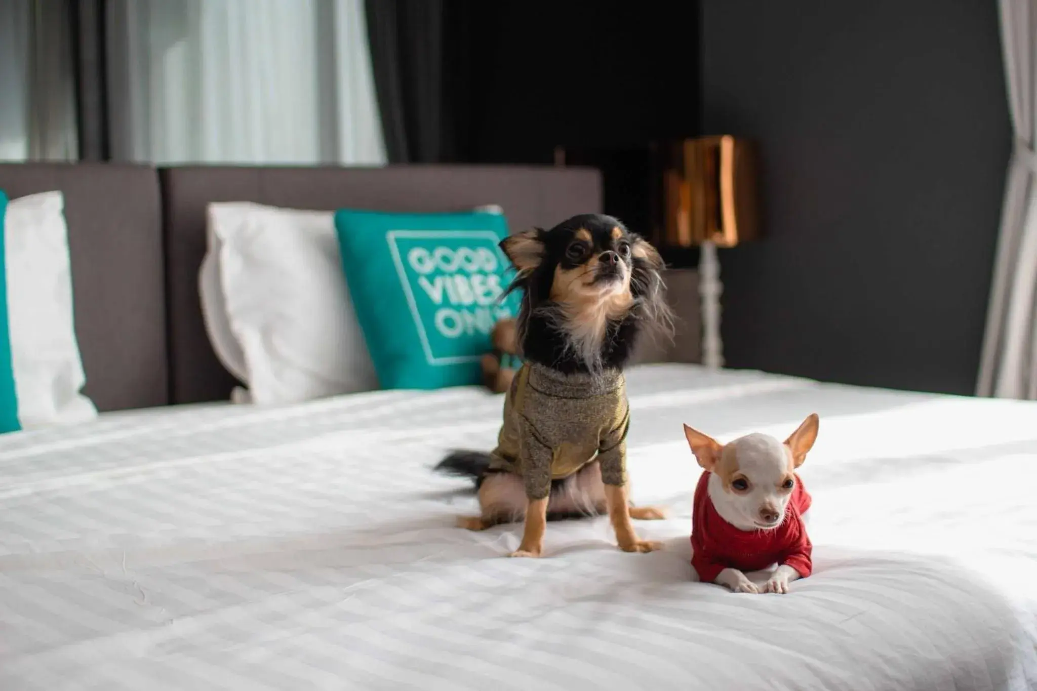 Pets in Cross Vibe Pattaya Seaphere - formerly X2 Vibe Pattaya Seaphere