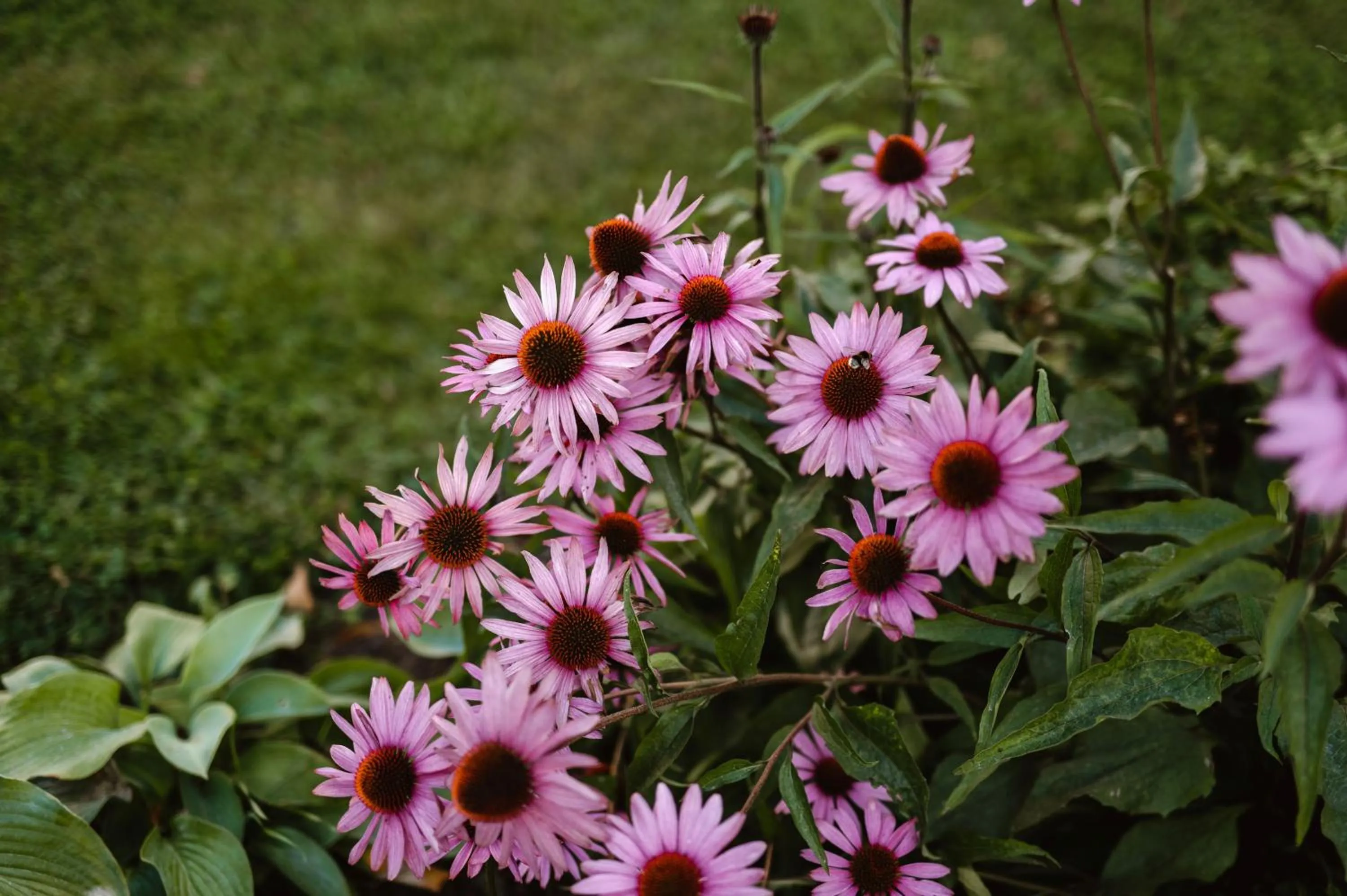 Garden in Haga Slott