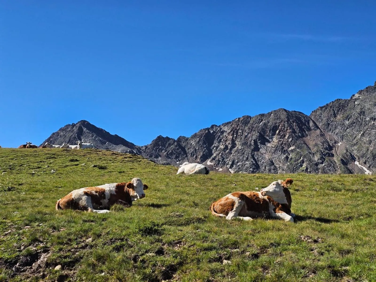 Natural landscape in Hotel Jesacherhof 4s