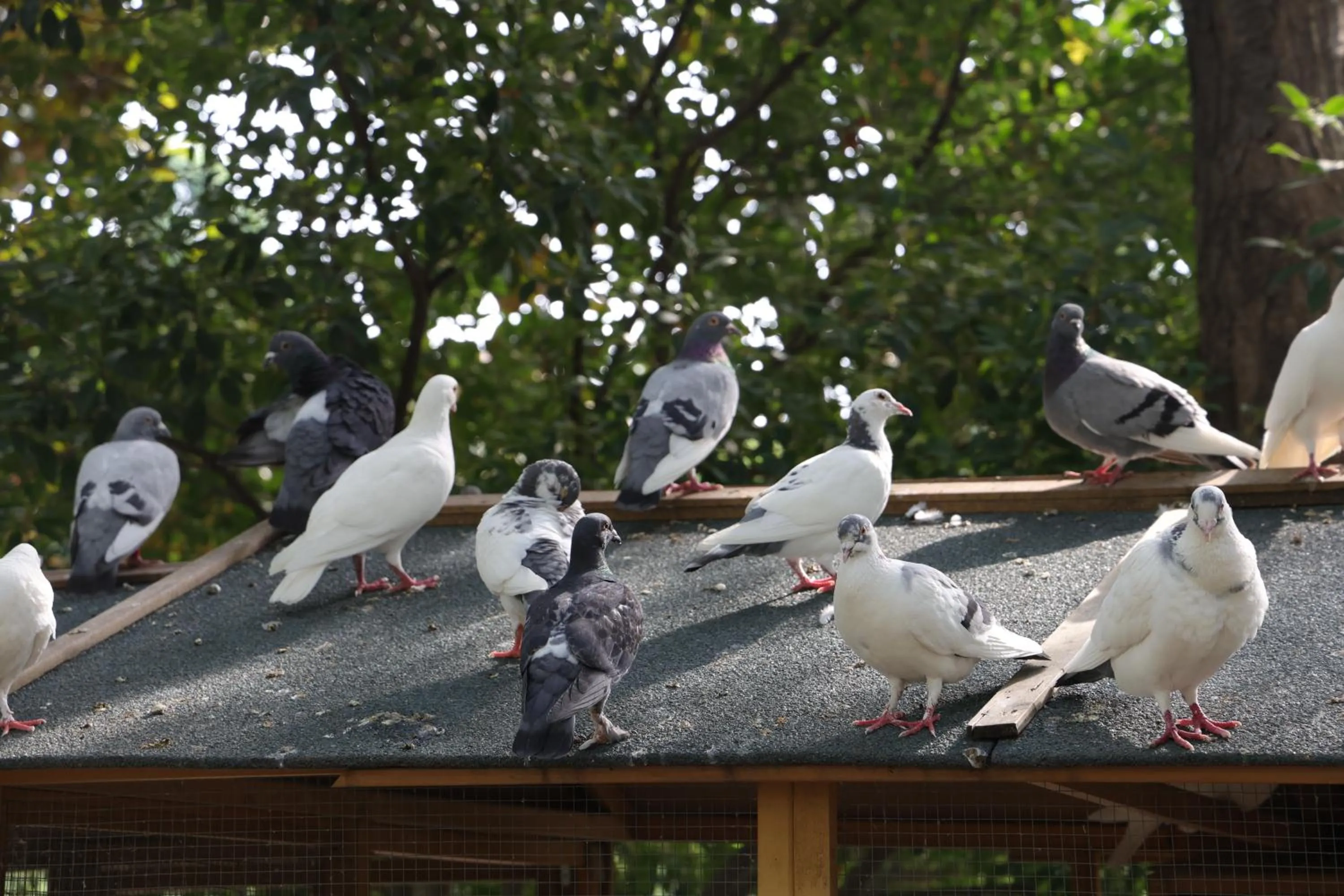 Animals in Wyndham Qingdao l Free Fixed-Time Shuttle Service Between Hotel and Airport & North Railway Station l Outdoor Children's Amusement Park l 1-Hour Play Snooker or Table Tennis