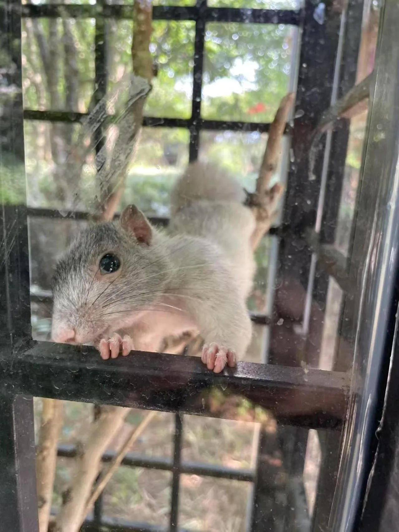 Animals in Wyndham Qingdao l Free Fixed-Time Shuttle Service Between Hotel and Airport & North Railway Station l Outdoor Children's Amusement Park l 1-Hour Play Snooker or Table Tennis