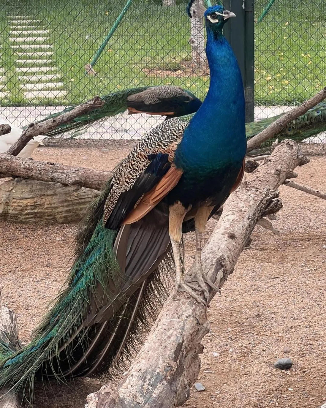 Animals in Wyndham Qingdao l Free Fixed-Time Shuttle Service Between Hotel and Airport & North Railway Station l Outdoor Children's Amusement Park l 1-Hour Play Snooker or Table Tennis