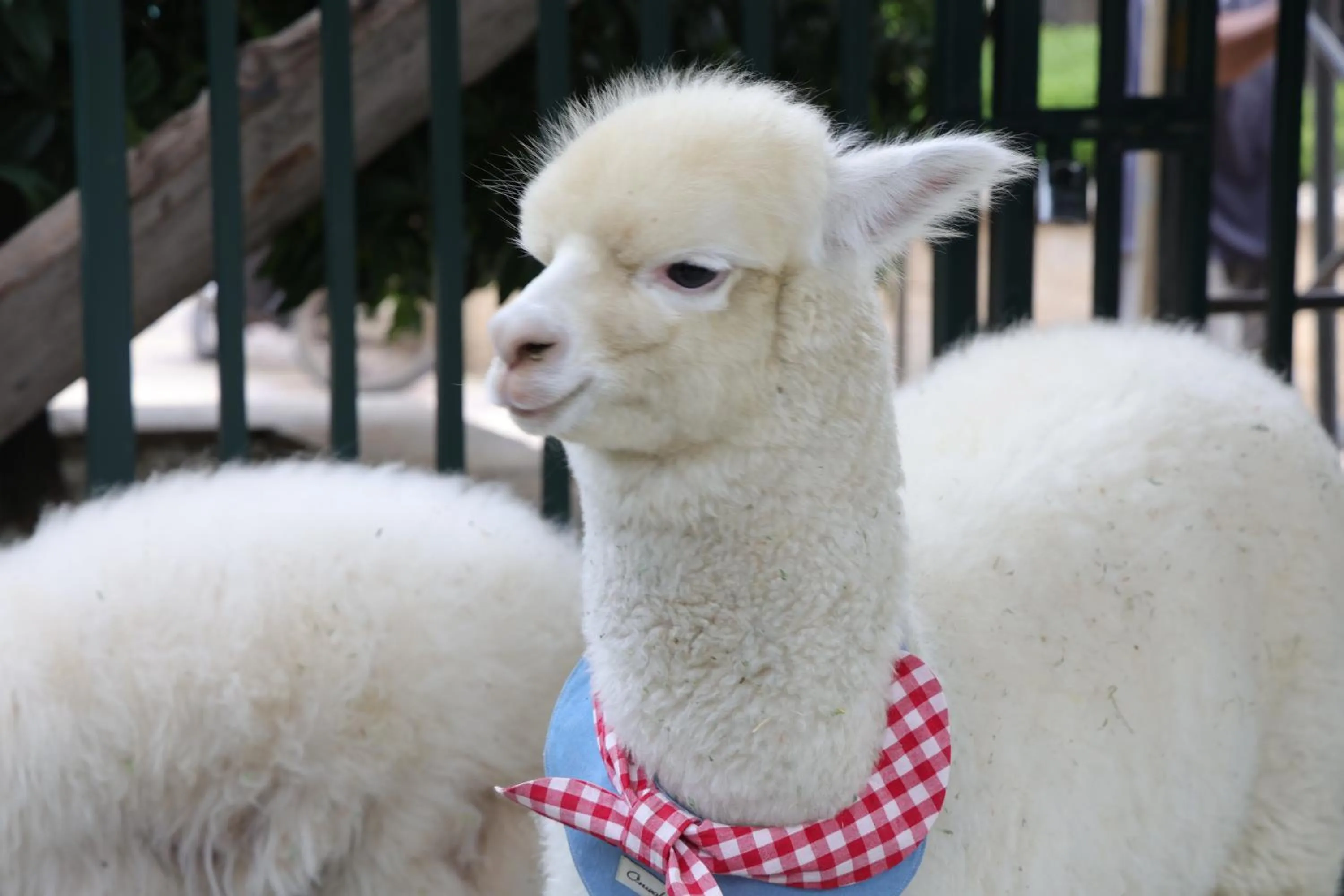 Animals in Wyndham Qingdao l Free Fixed-Time Shuttle Service Between Hotel and Airport & North Railway Station l Outdoor Children's Amusement Park l 1-Hour Play Snooker or Table Tennis