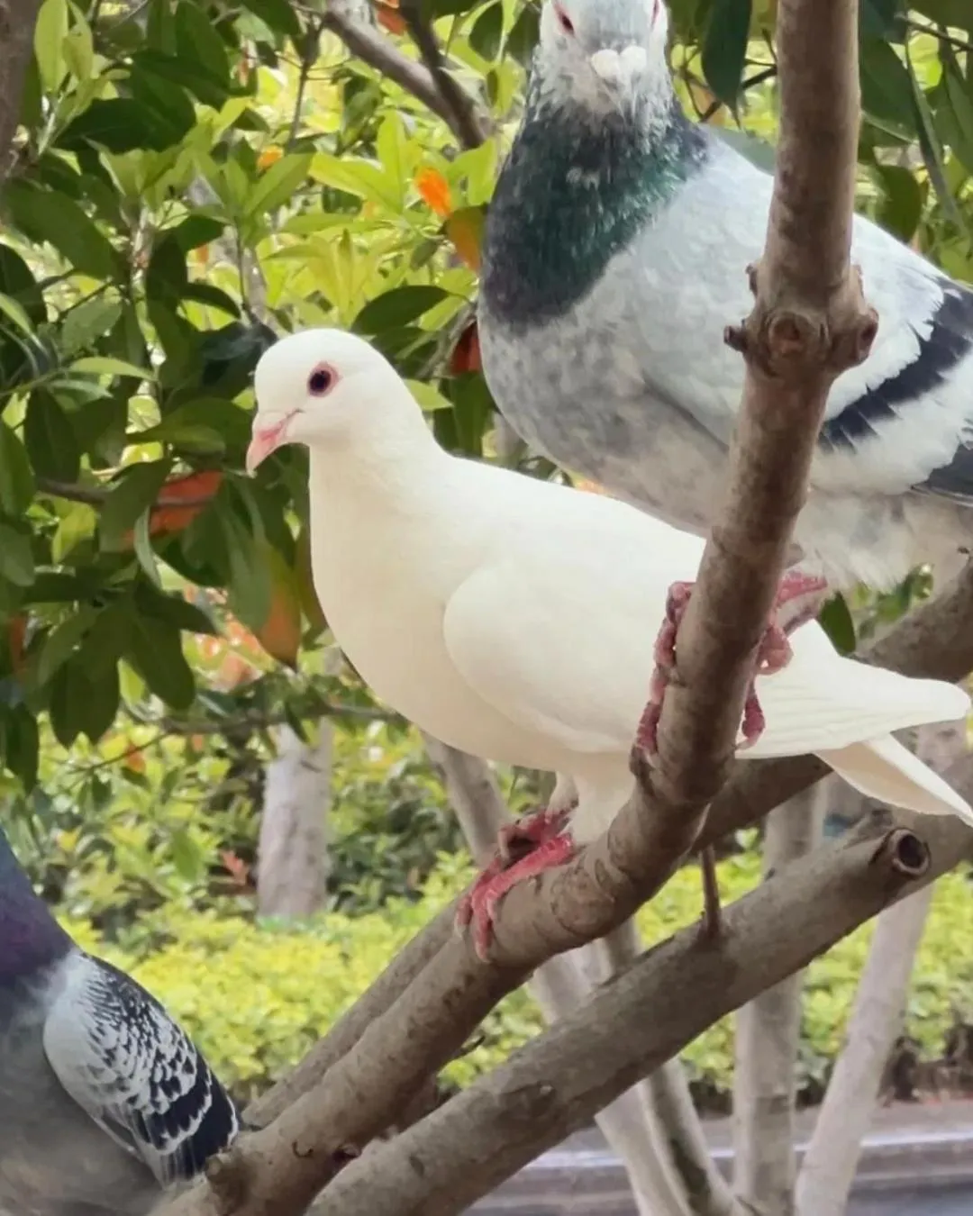 Animals in Wyndham Qingdao l Free Fixed-Time Shuttle Service Between Hotel and Airport & North Railway Station l Outdoor Children's Amusement Park l 1-Hour Play Snooker or Table Tennis