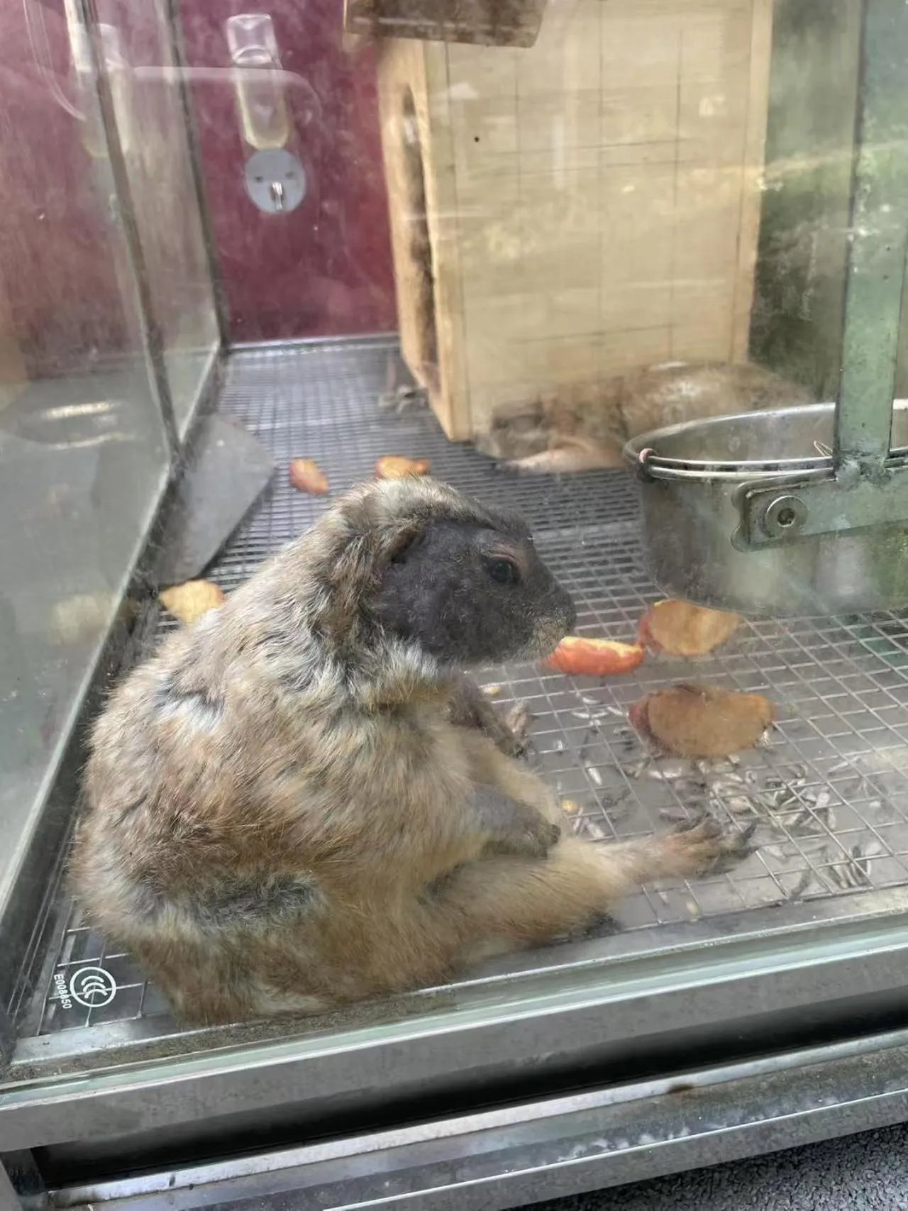 Animals in Wyndham Qingdao l Free Fixed-Time Shuttle Service Between Hotel and Airport & North Railway Station l Outdoor Children's Amusement Park l 1-Hour Play Snooker or Table Tennis