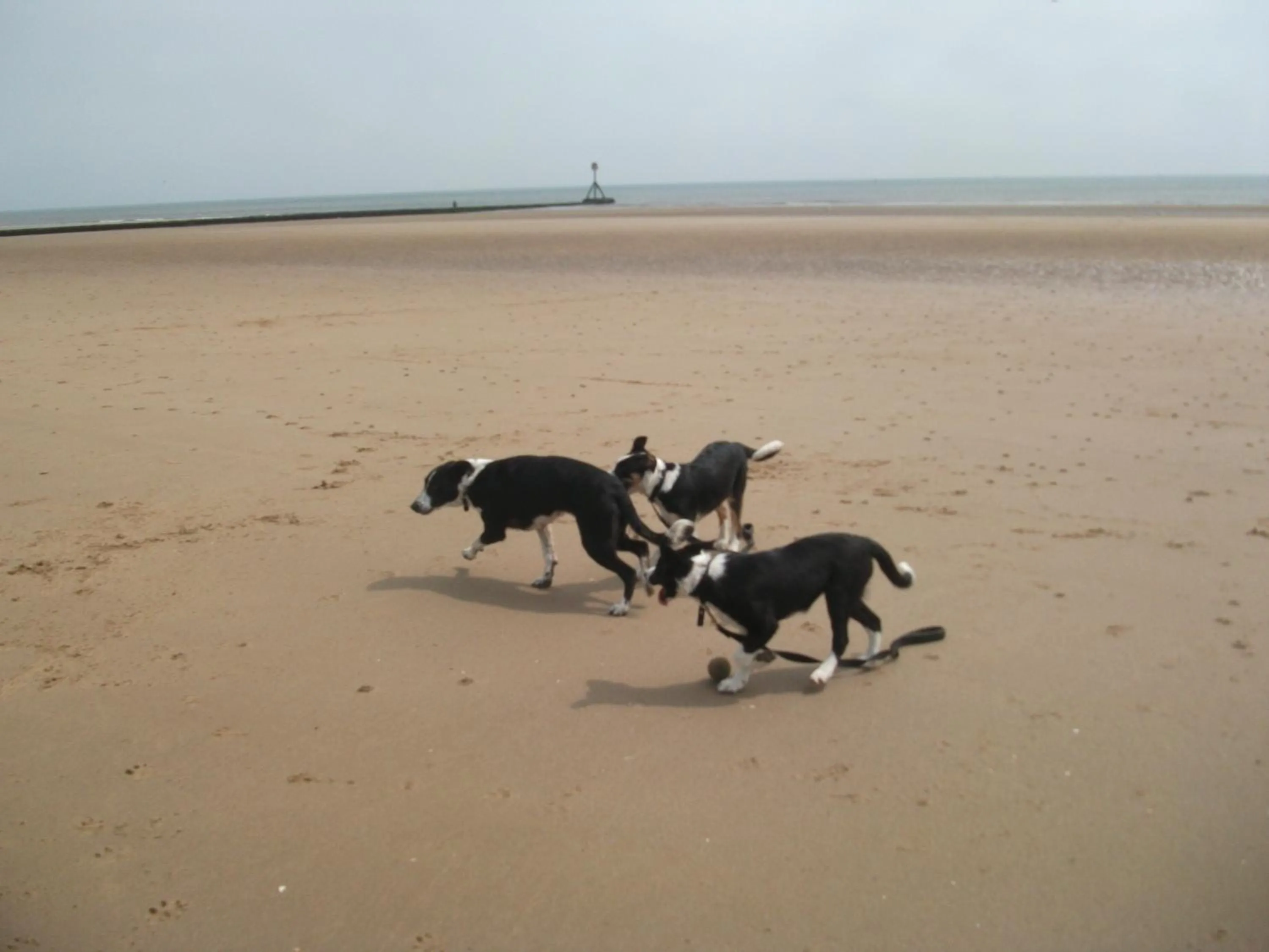 Pets in Jasmine Guest House