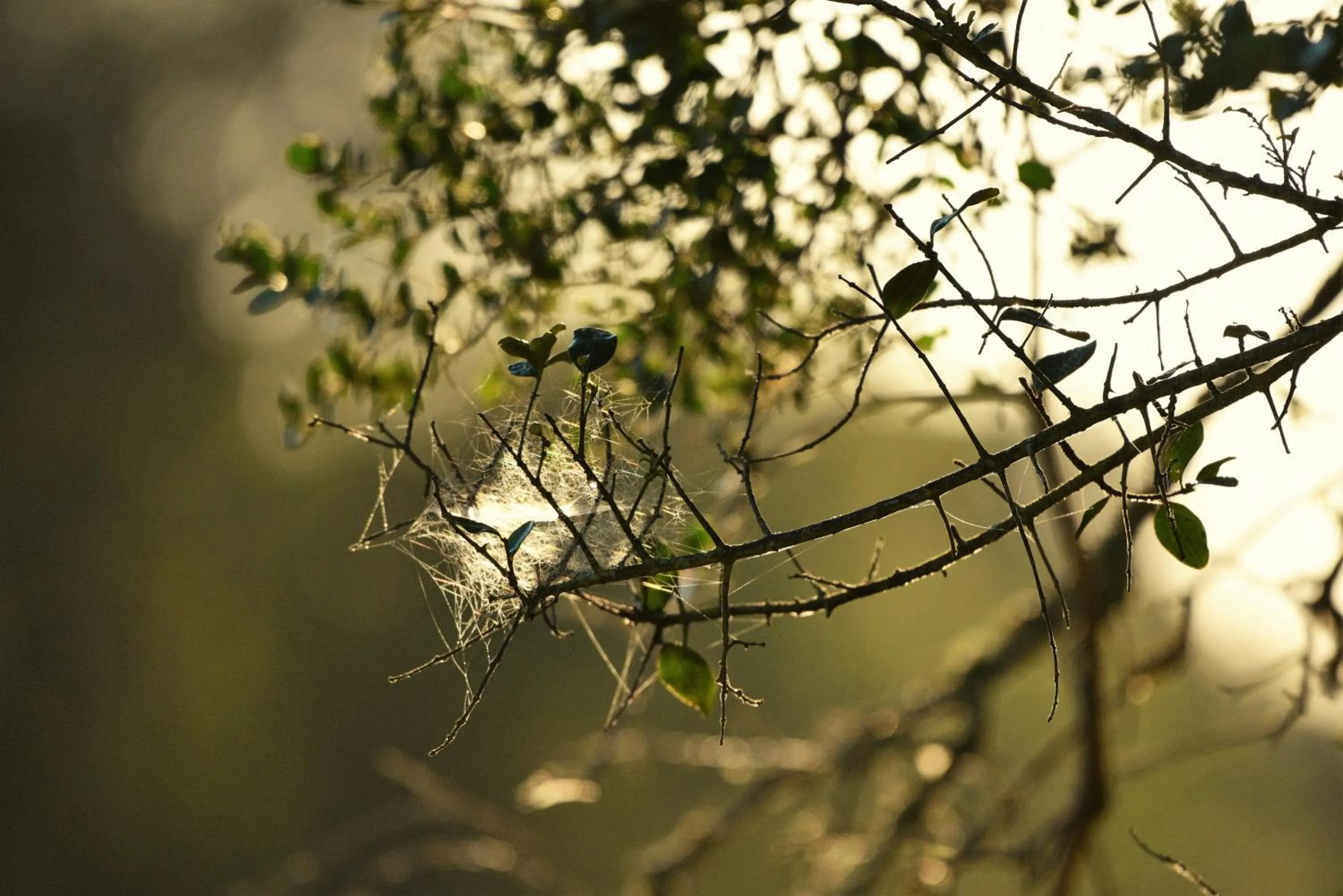 Burlington Bush Cottages by The Oyster Collection