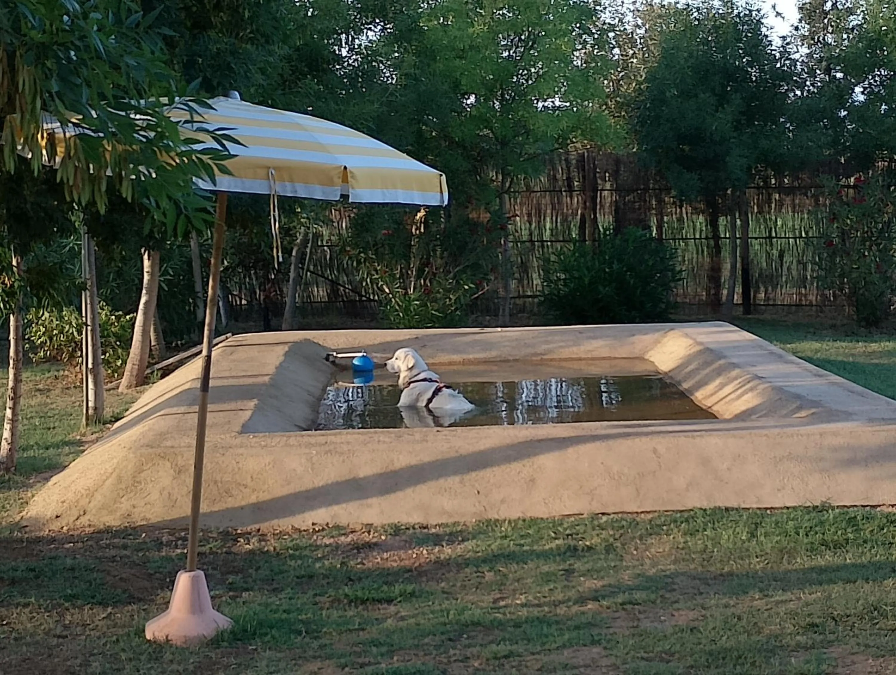 Pets in Rosa Dei Venti