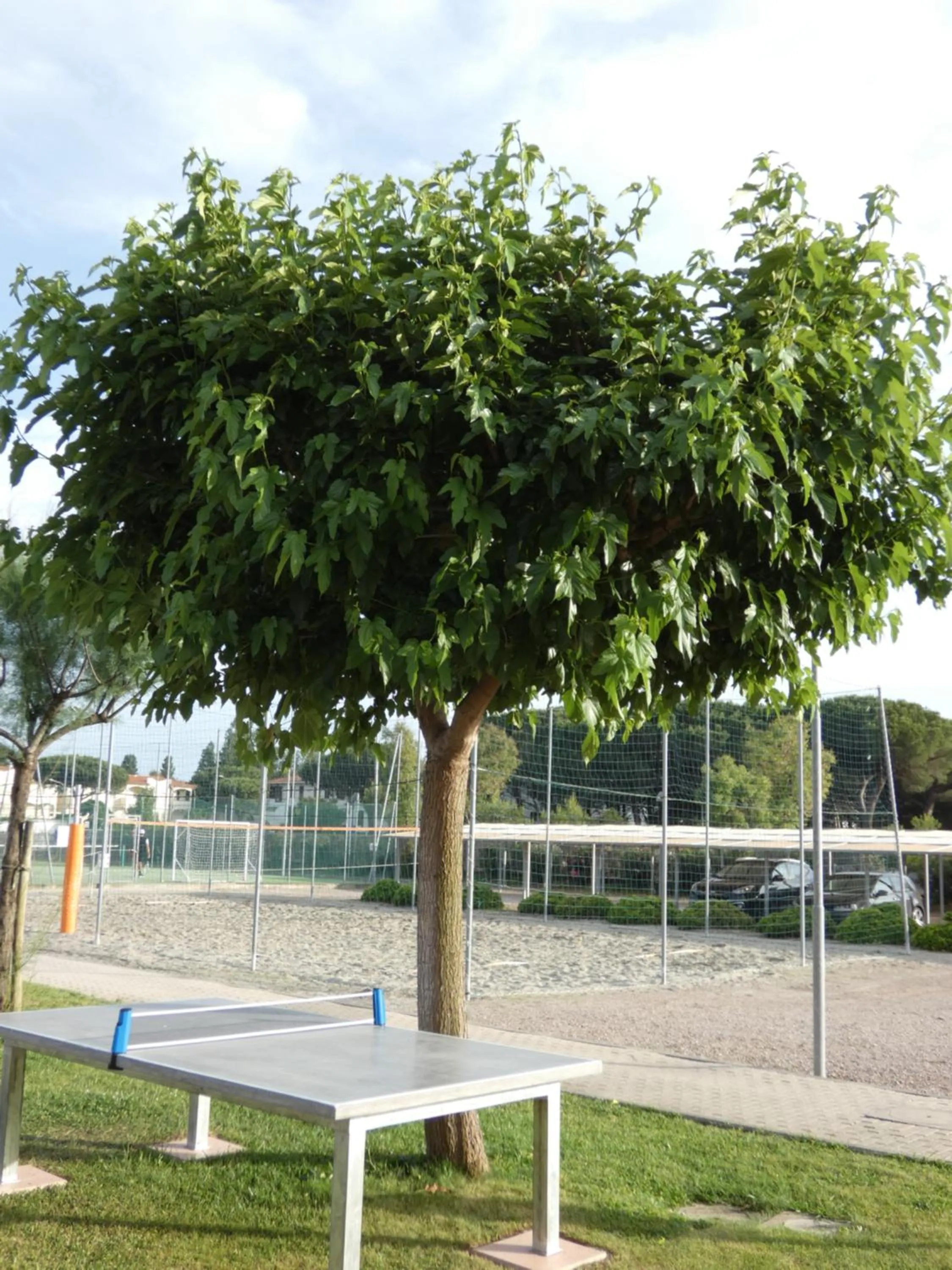 Garden in Rosa Dei Venti