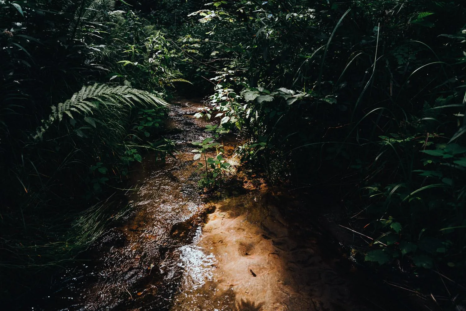 Spring in Canopée Lit