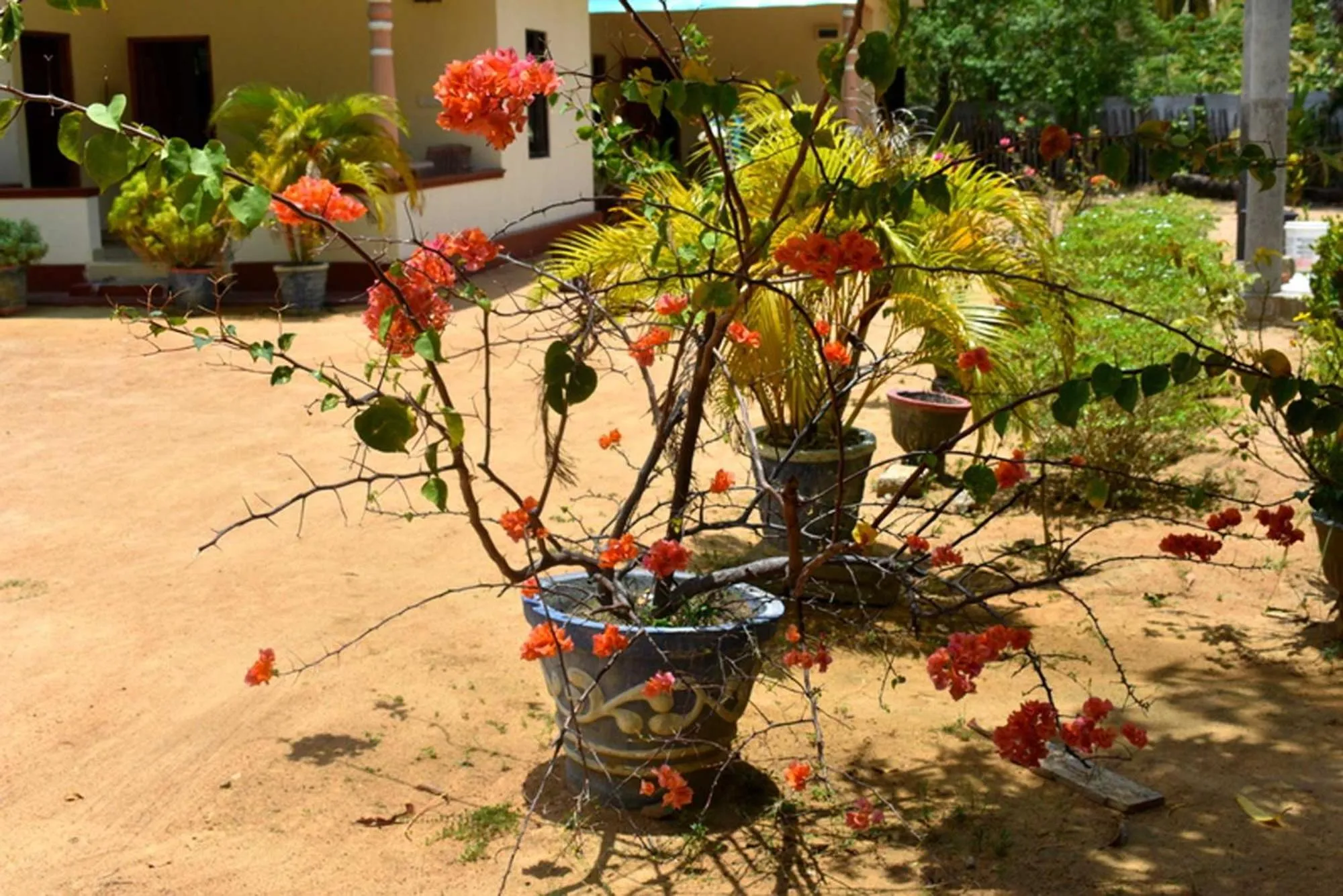 Garden in Yaswi Guest House