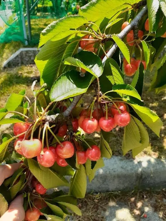 Nearby landmark in Hotel BB Fast Sakuranbo Higashine