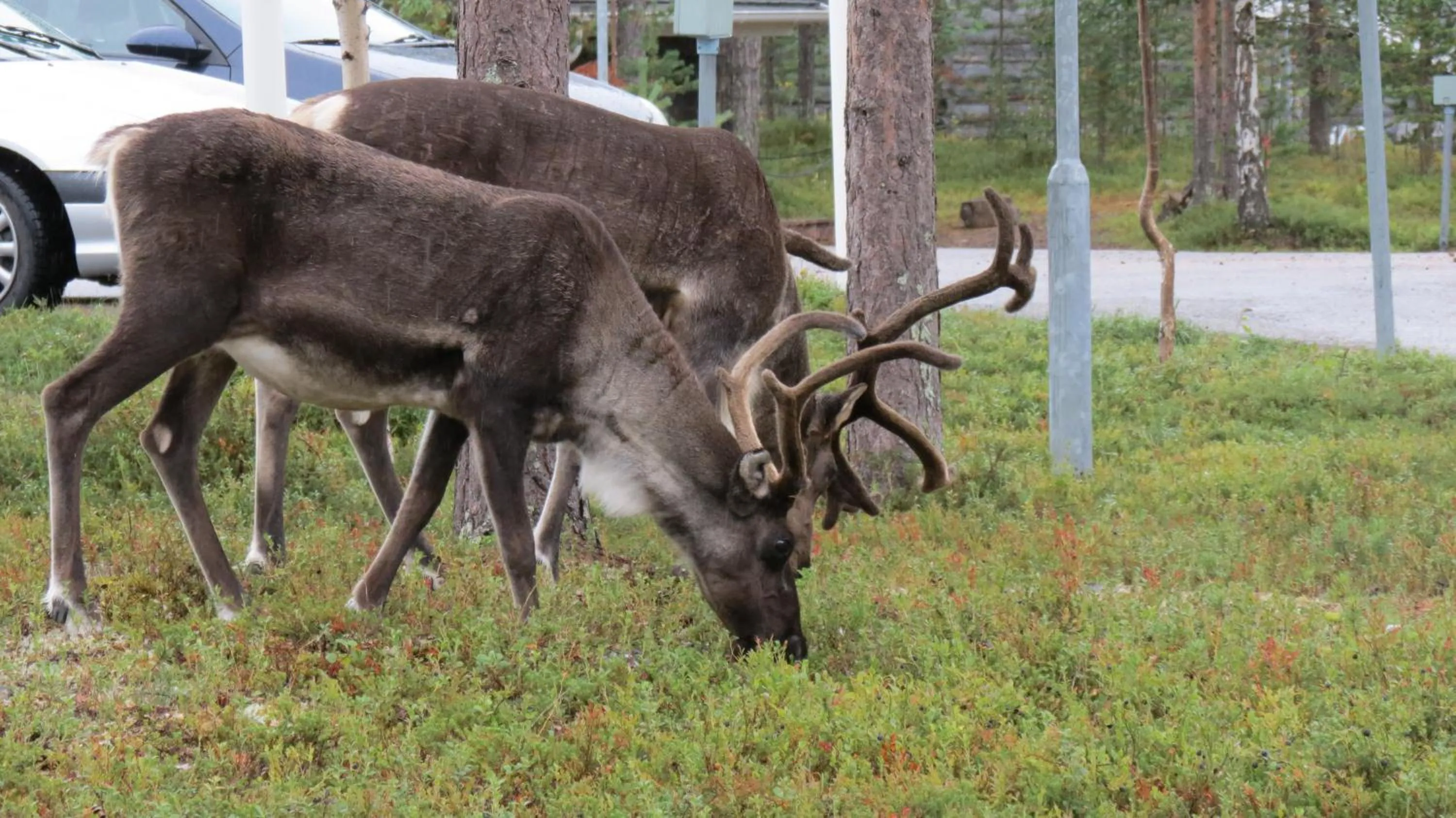 Other in Hotel Ylläsrinne