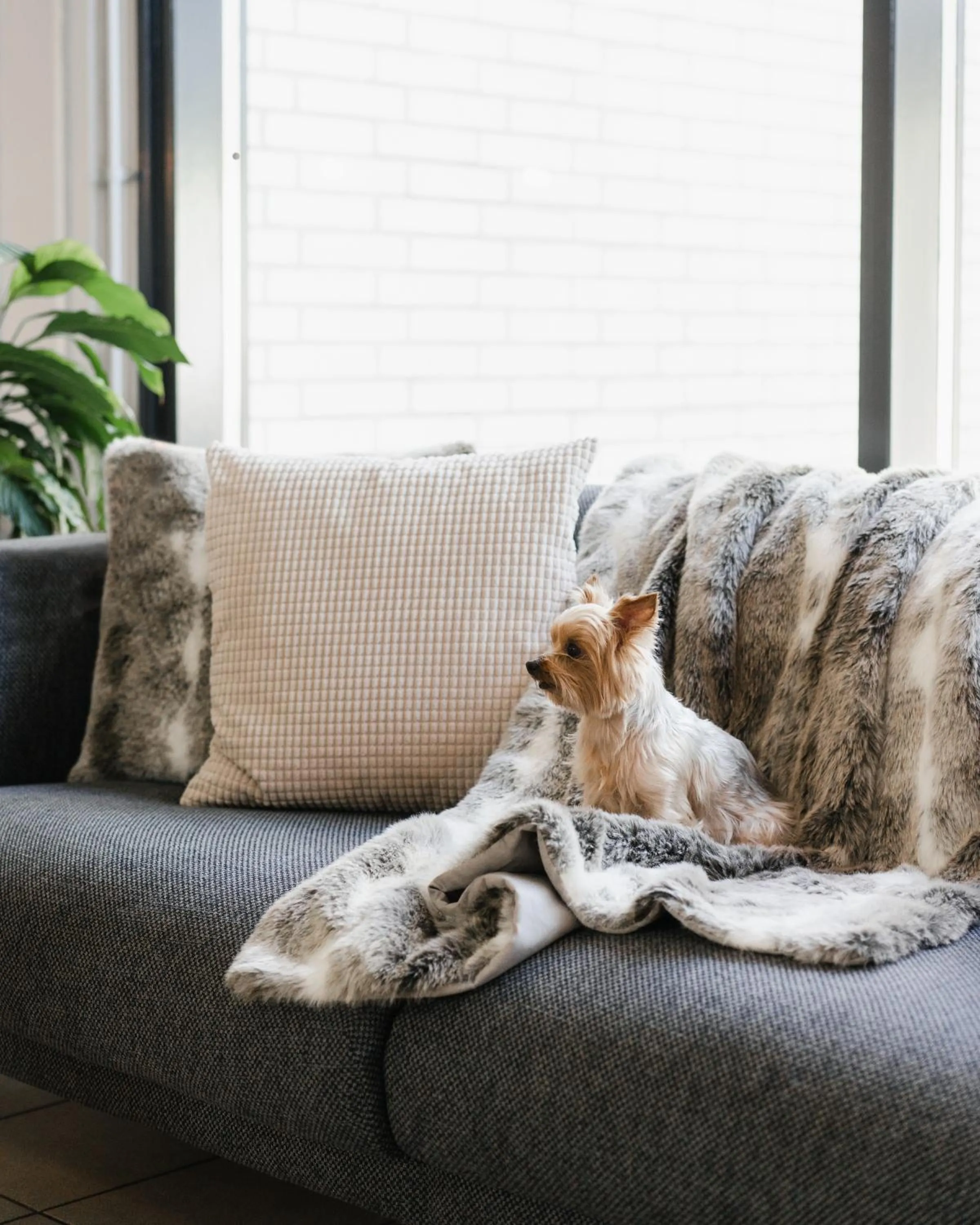 Animals in Hotel Waltikka