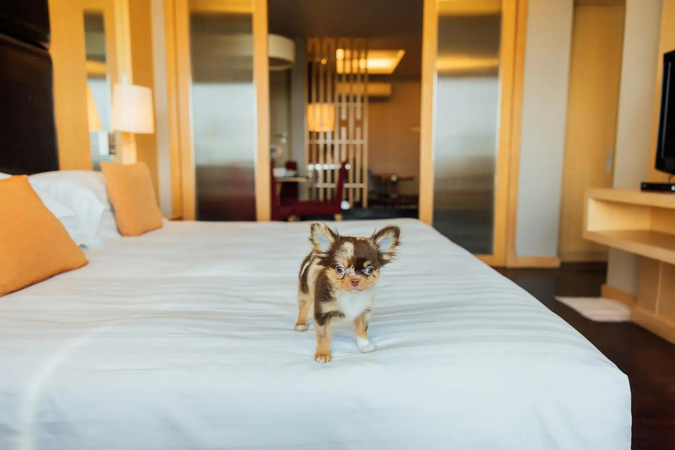 Pets, Bed in Sora Resort & Suites Sukhumvit Pets, Bed in Sora Resort & Suites Sukhumvit
