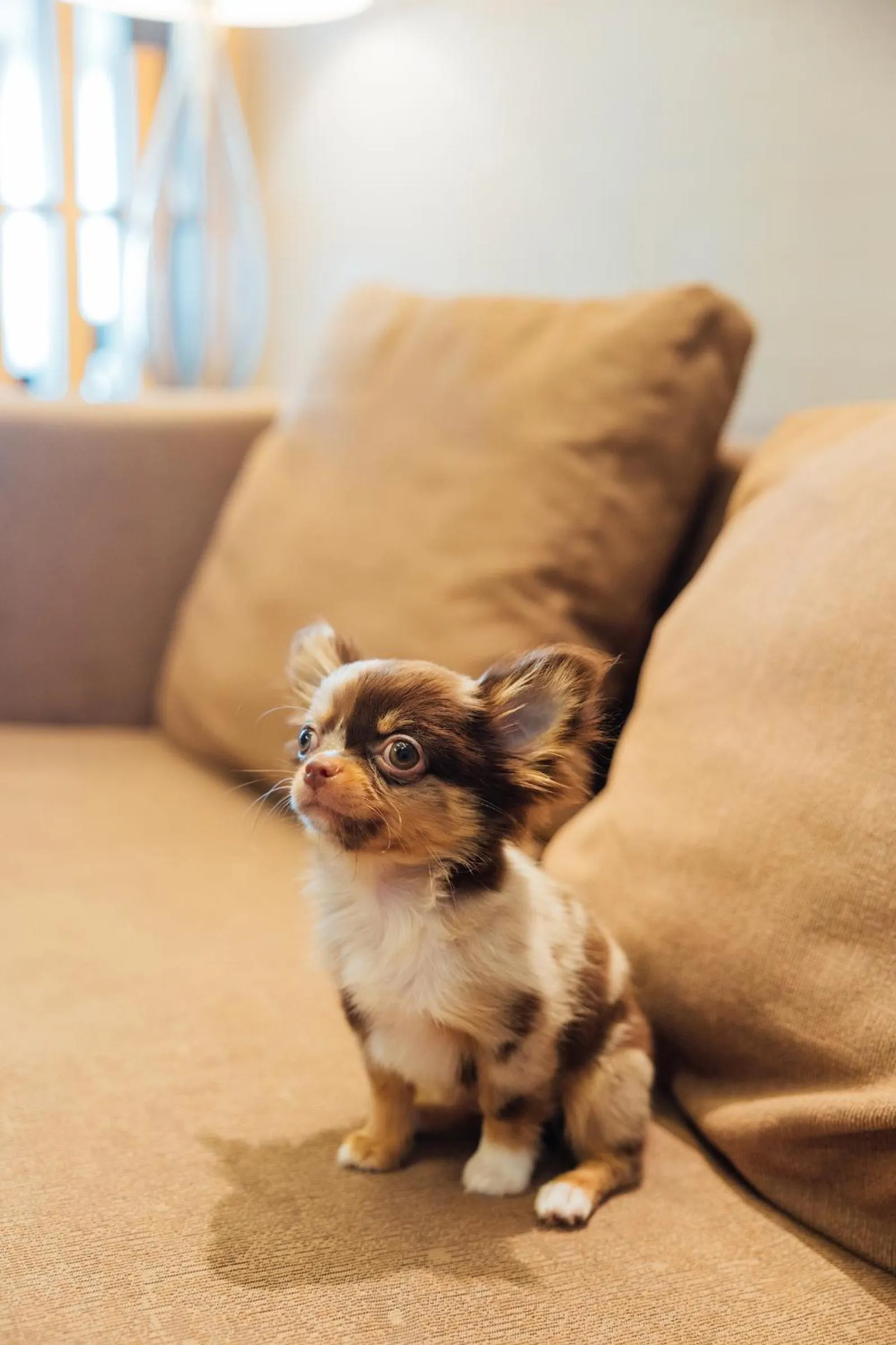 Pets in Sora Resort & Suites Sukhumvit