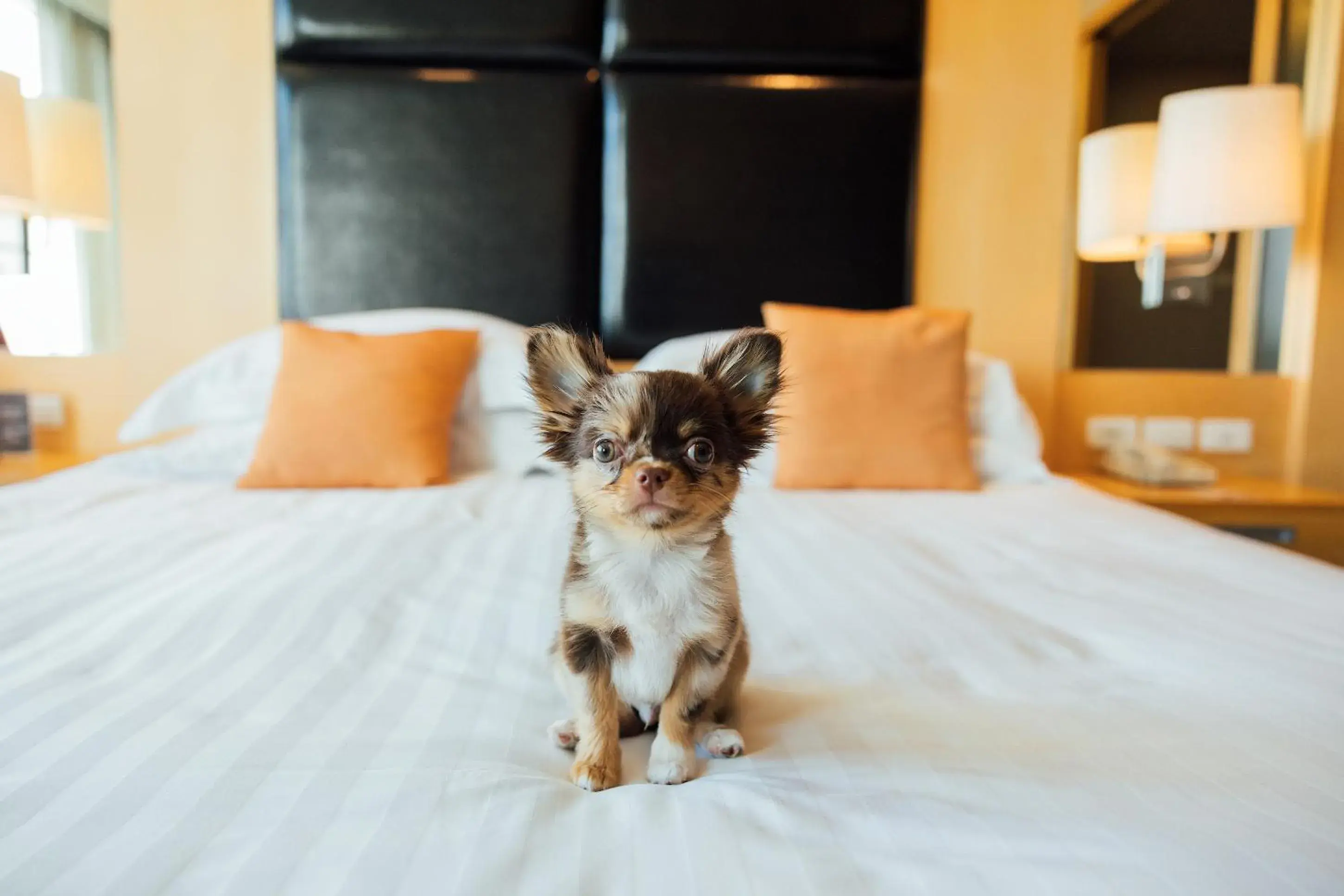 Pets, Bed in Sora Resort & Suites Sukhumvit Pets, Bed in Sora Resort & Suites Sukhumvit