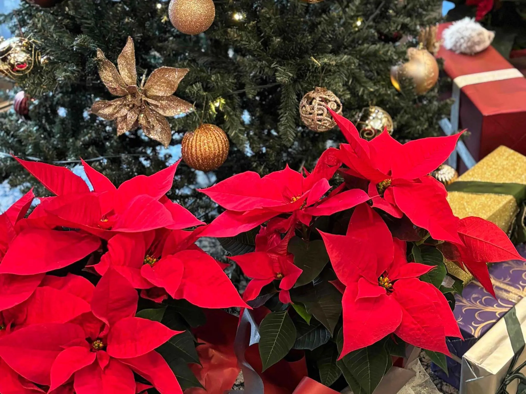 Restaurant/places to eat in Shibuya Creston Hotel