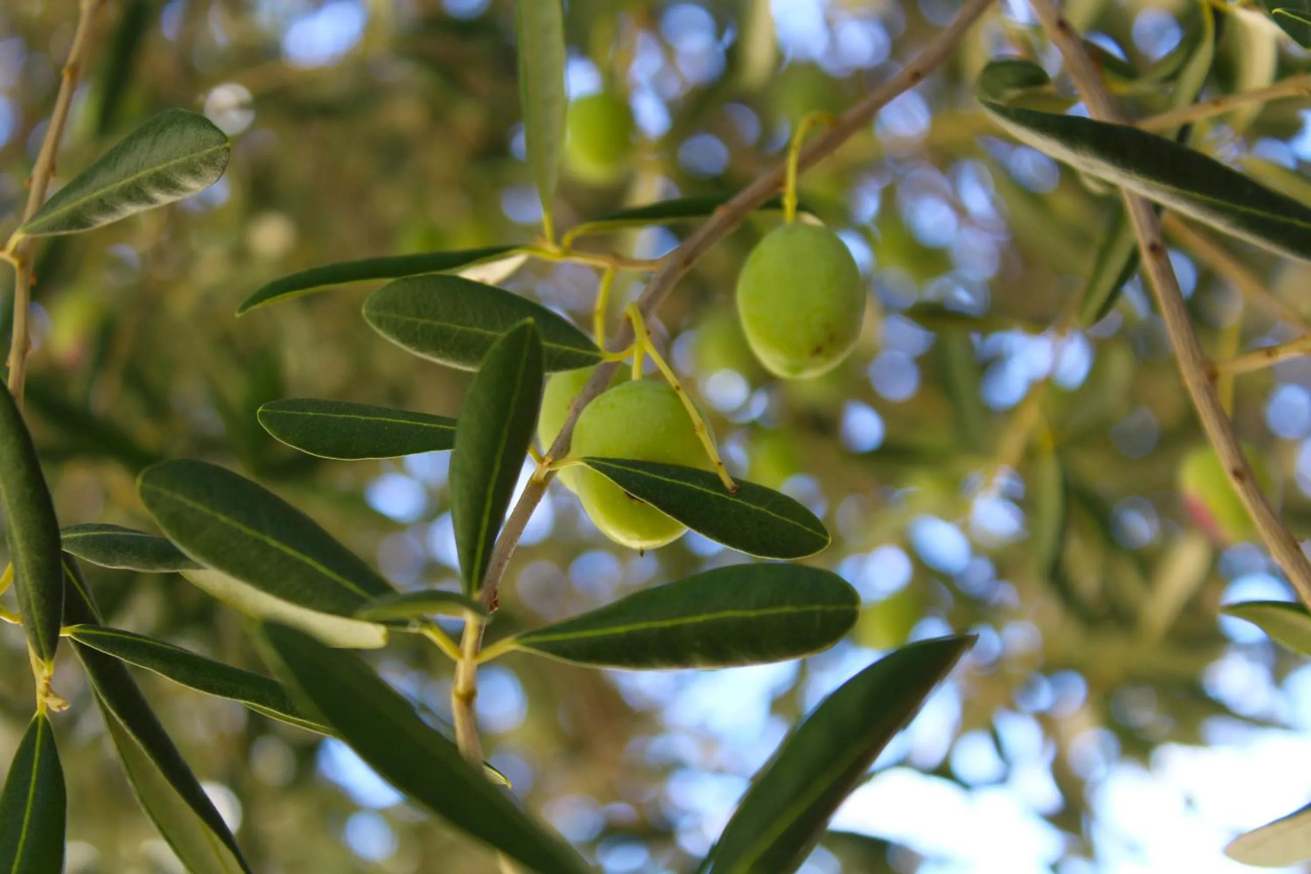 Garden in Lagom-VODICE