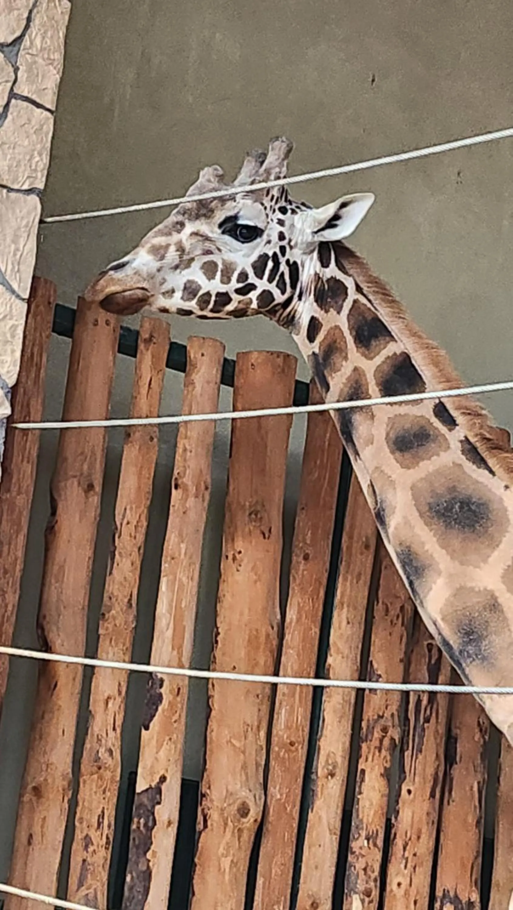 Animals in Villa Pallas