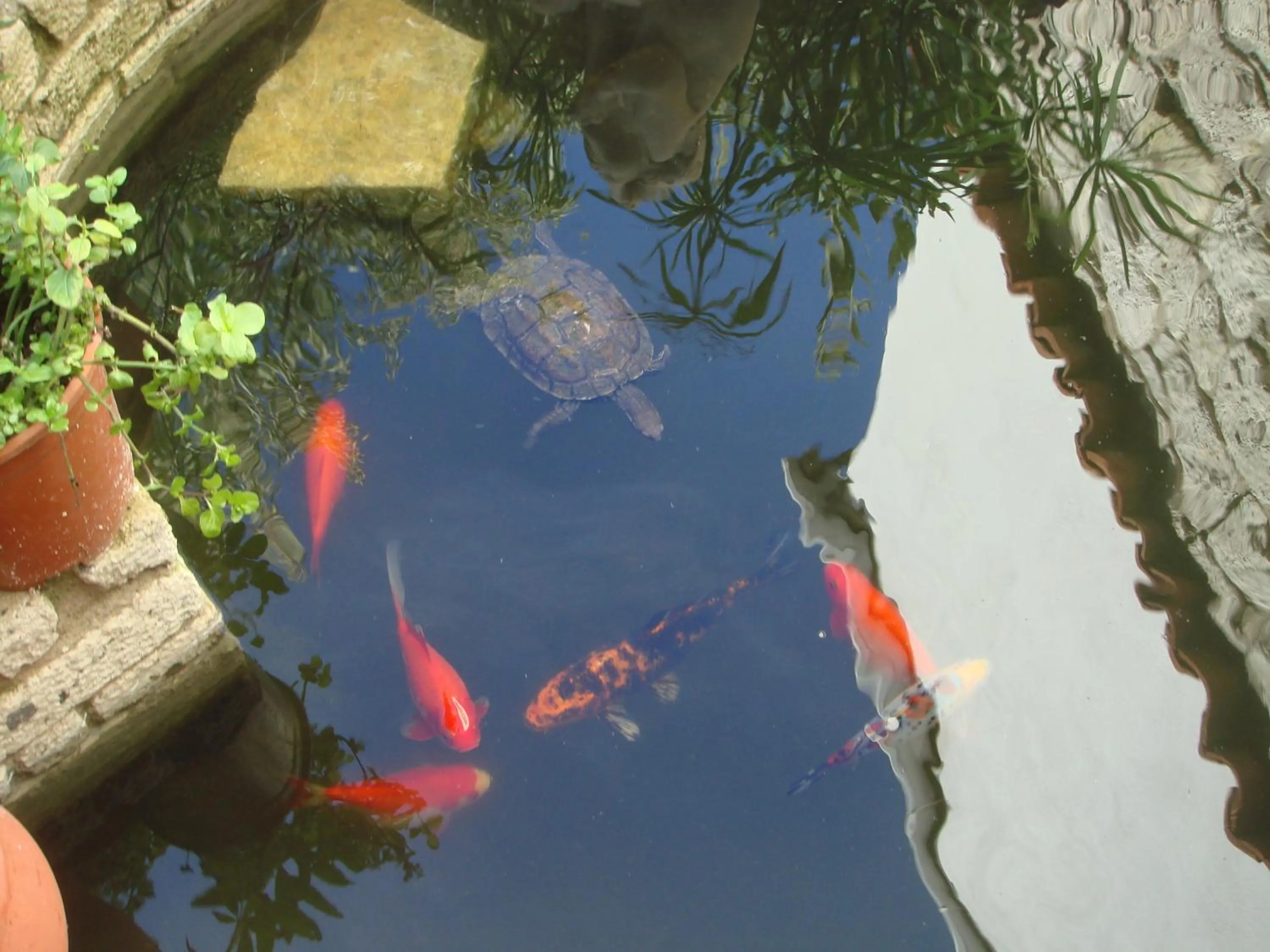 Pets in Incirliev - Special Category