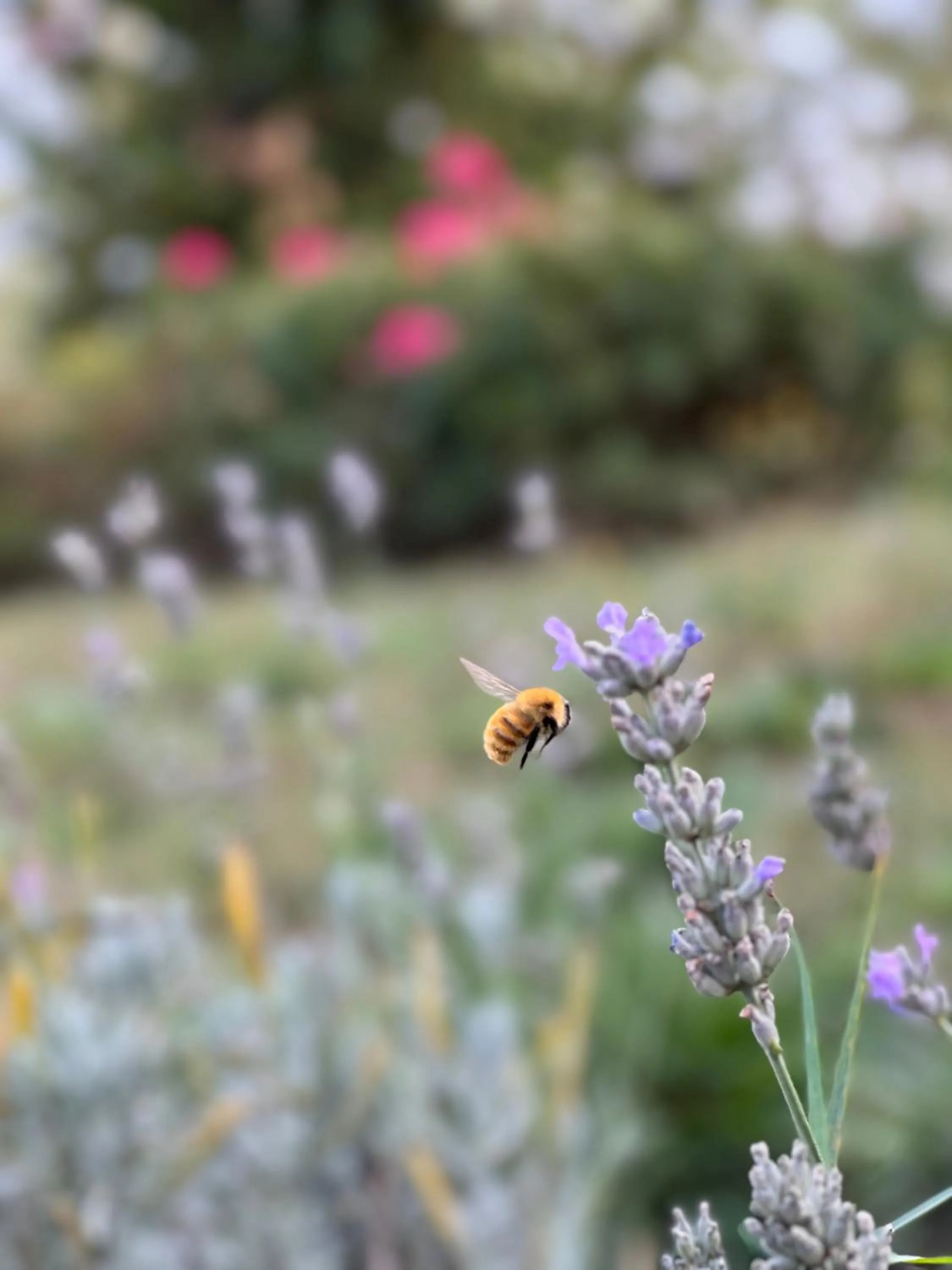 Spring in B&B Podere Legnotorto