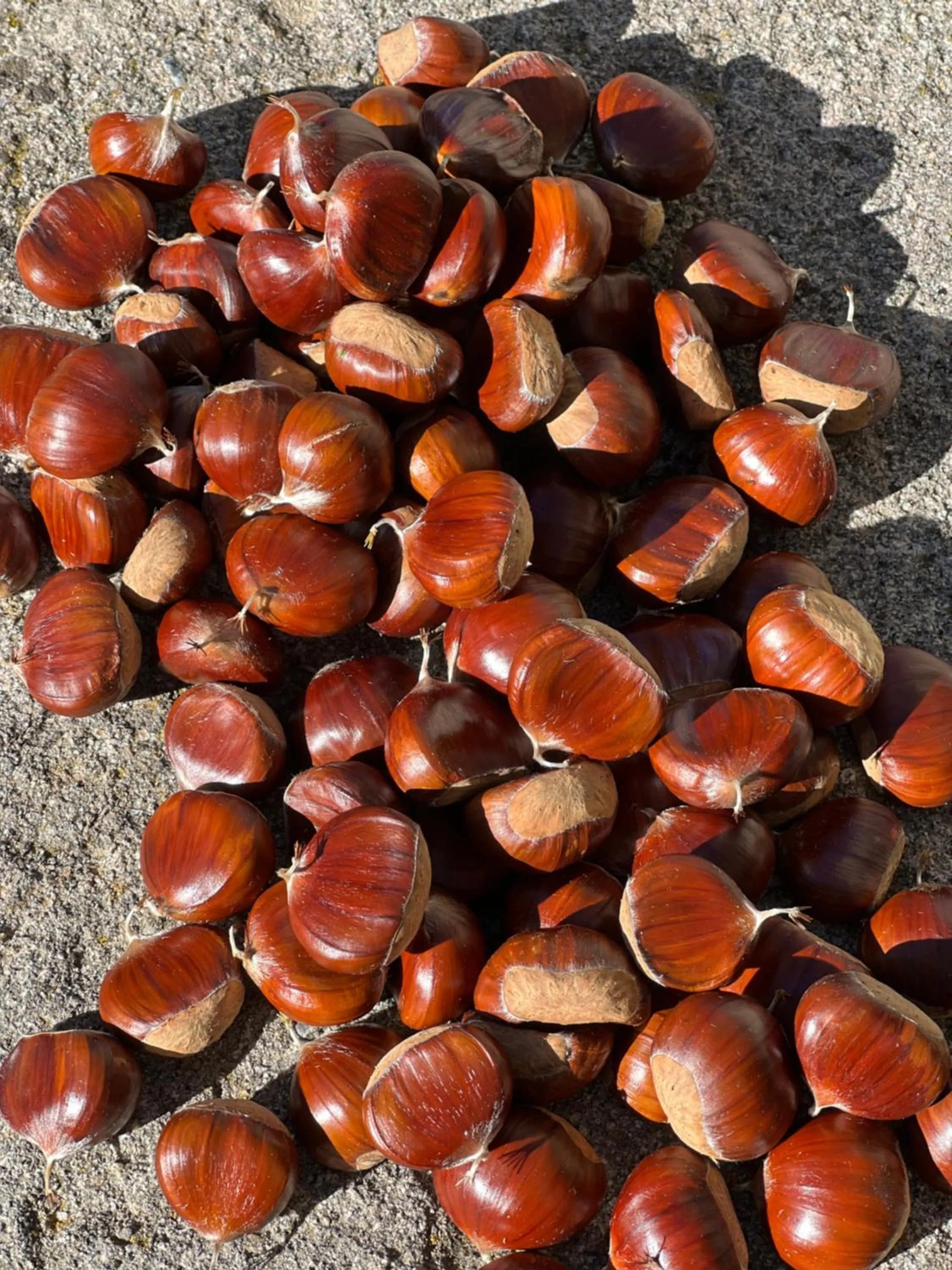 B&B Podere Legnotorto