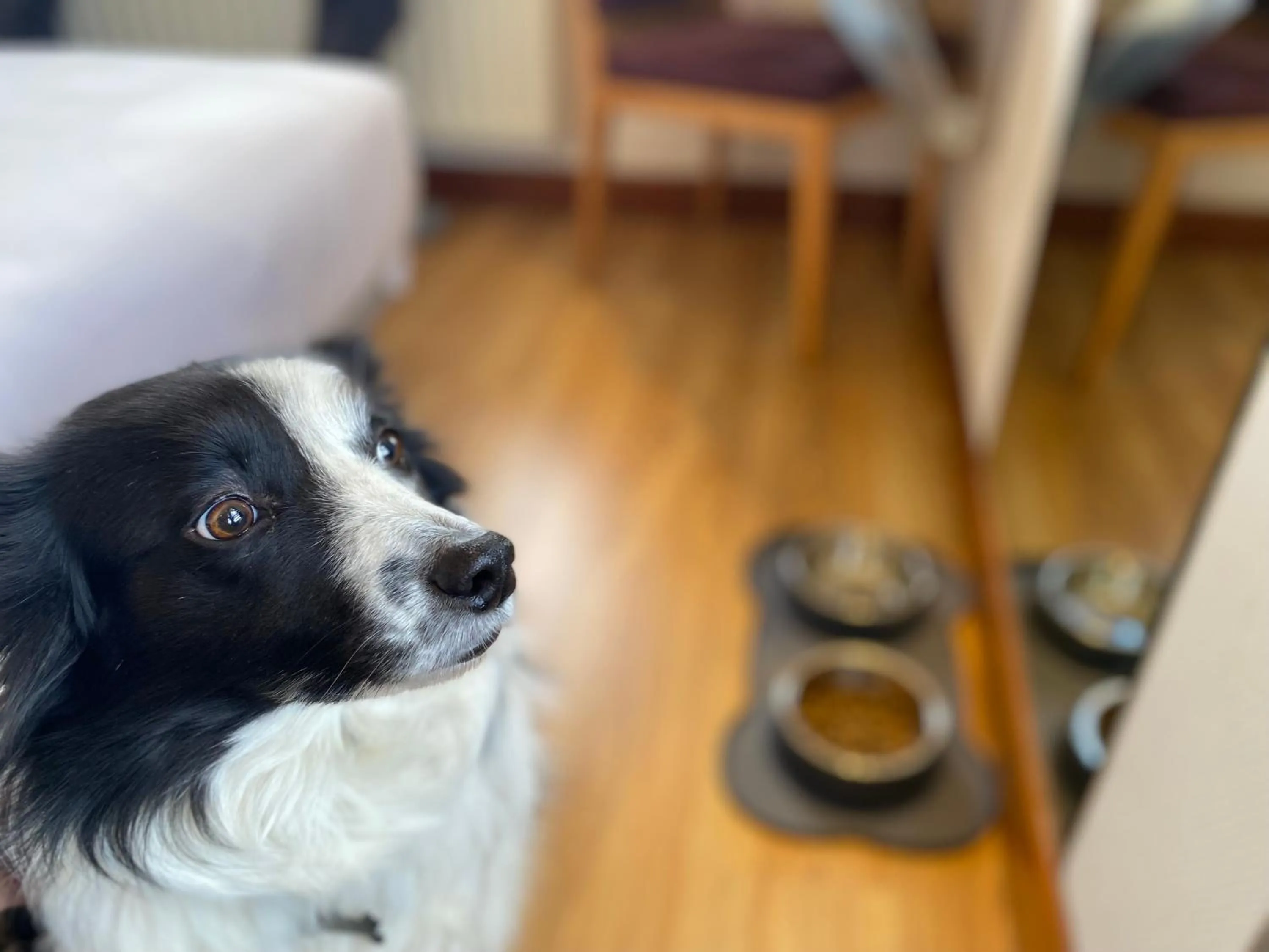 Animals in Hotel Oria