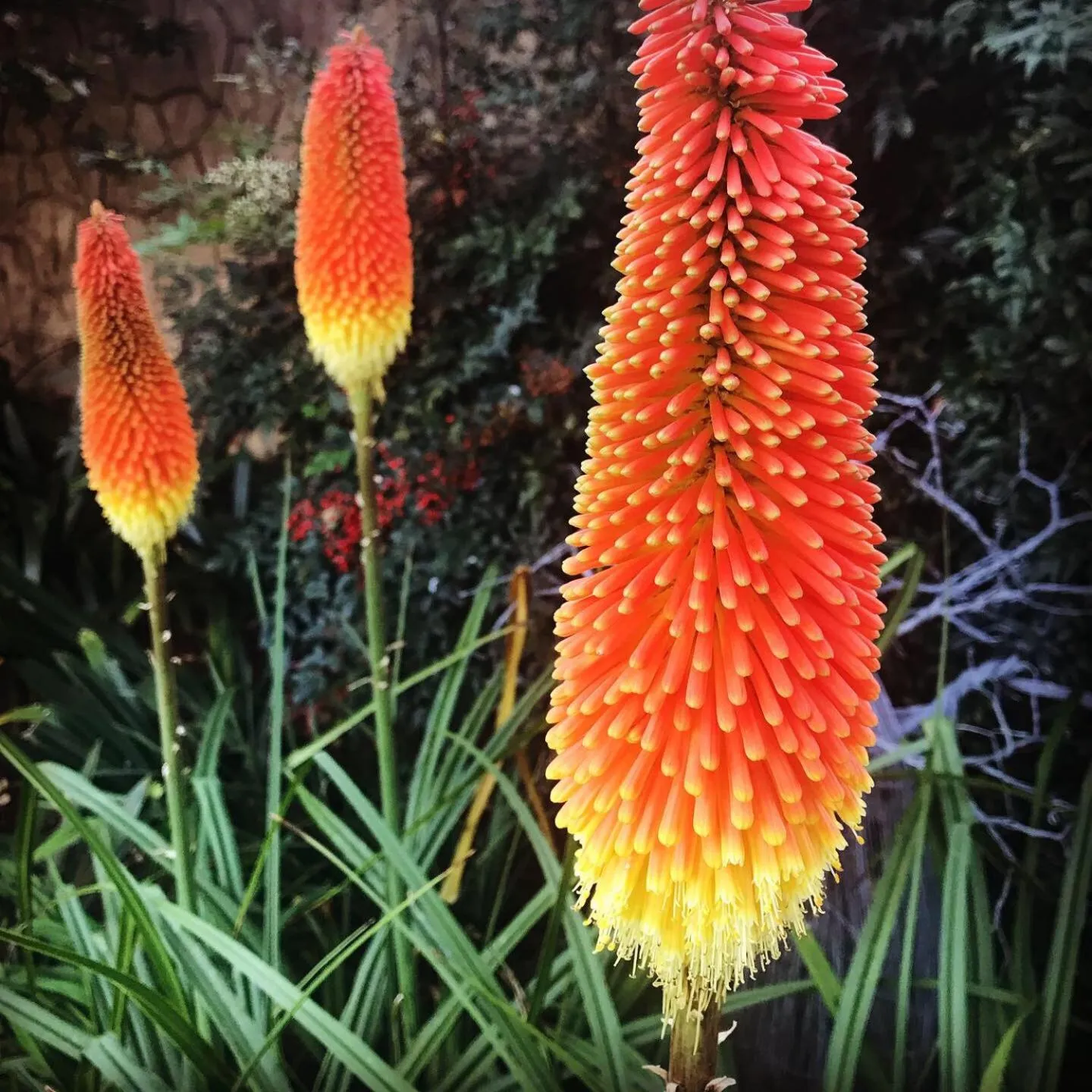 Garden in 49-on-Cherry