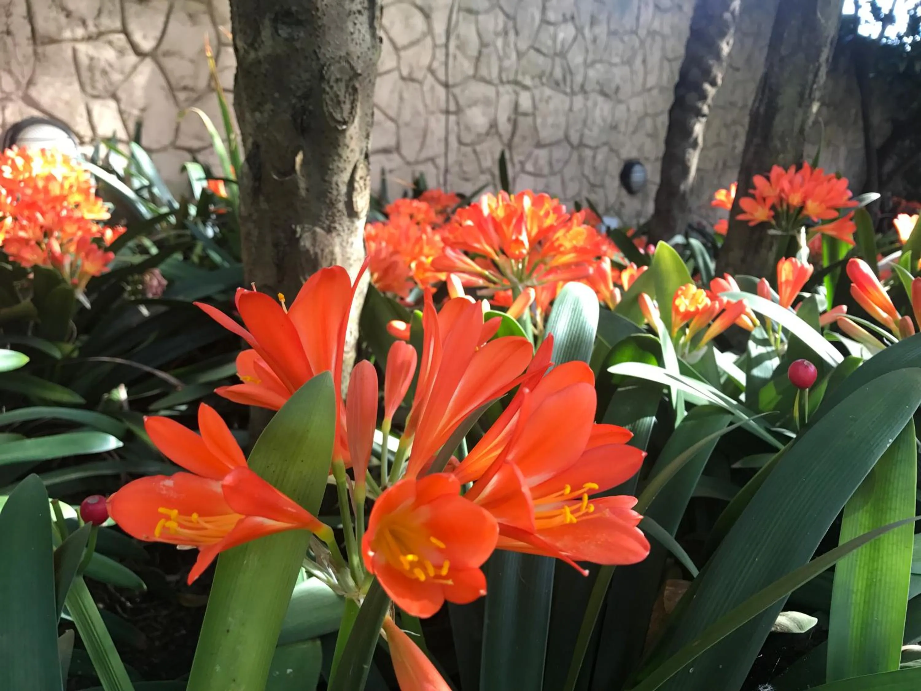 Garden in 49-on-Cherry