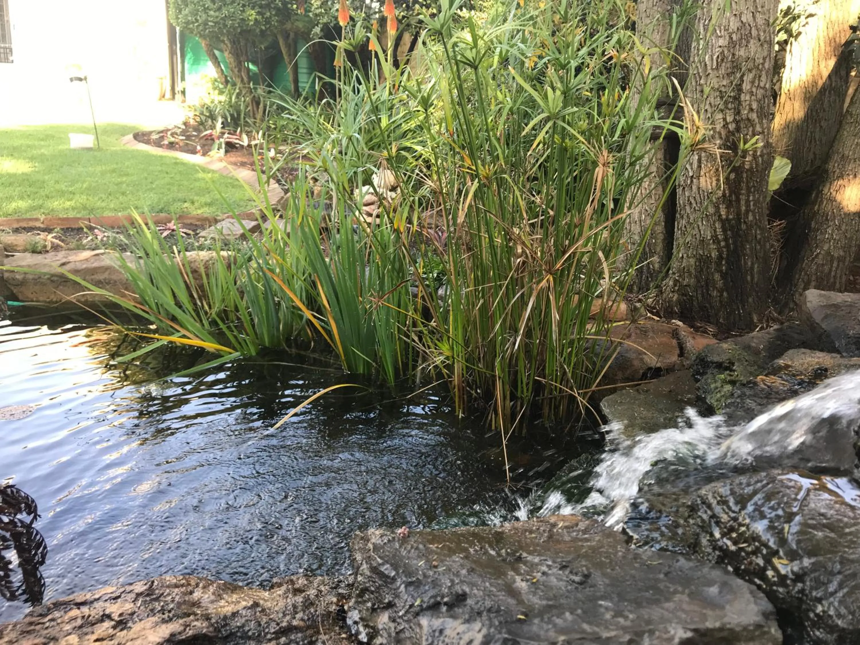 Garden in 49-on-Cherry