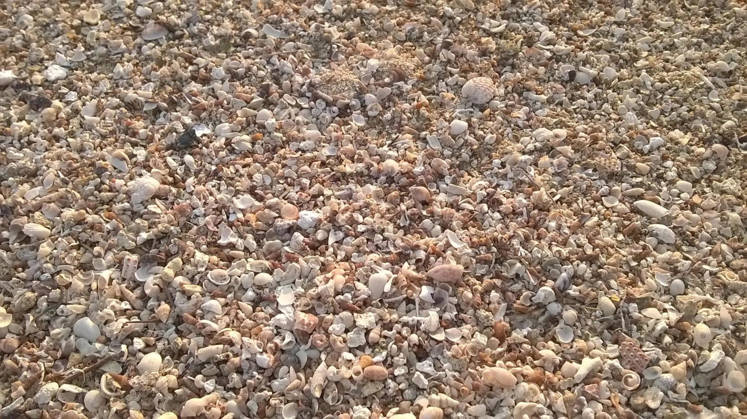 Beach in Le Sinfonie Rooms