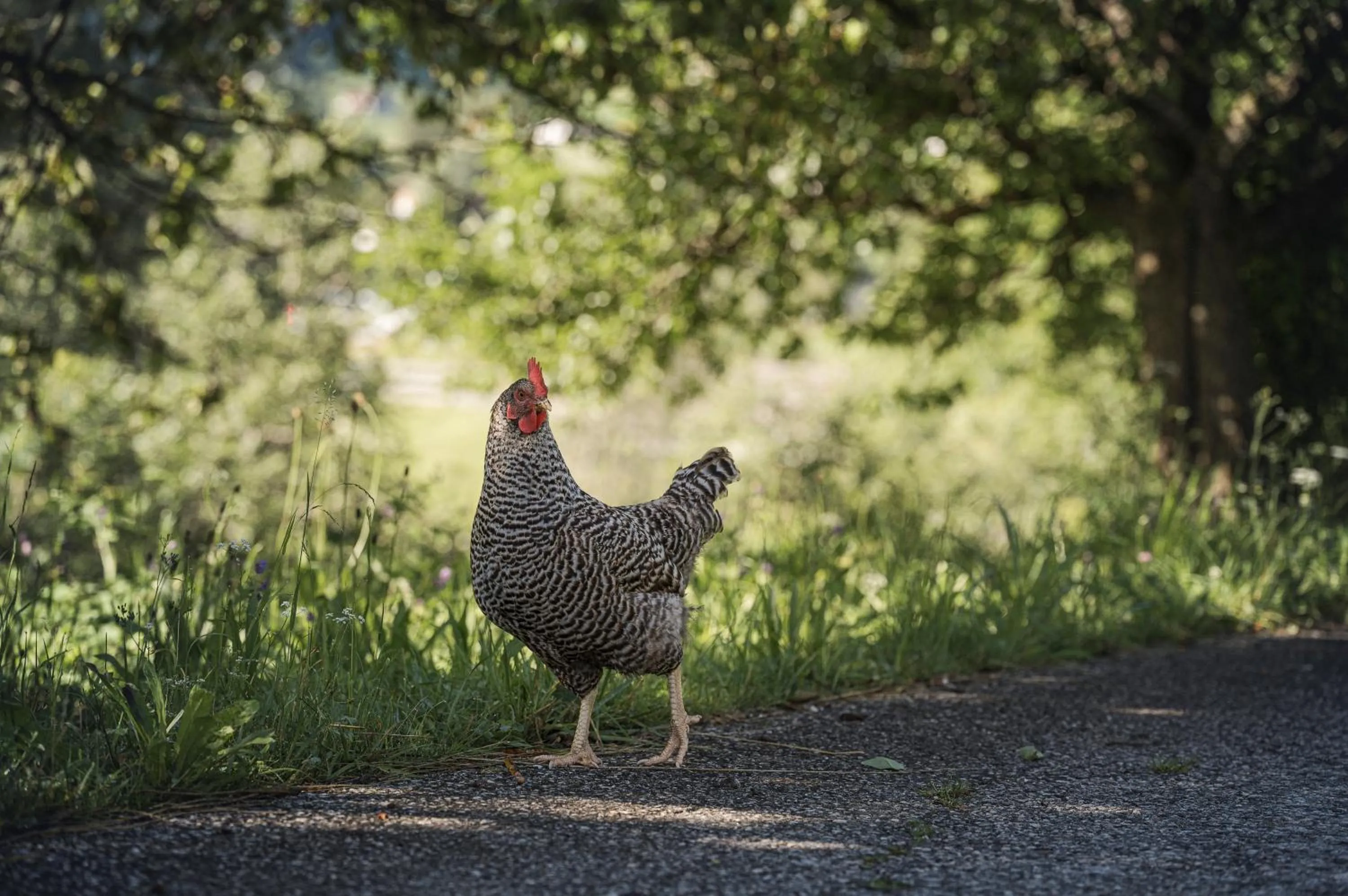 Garden in Biohotel Rastbichlhof