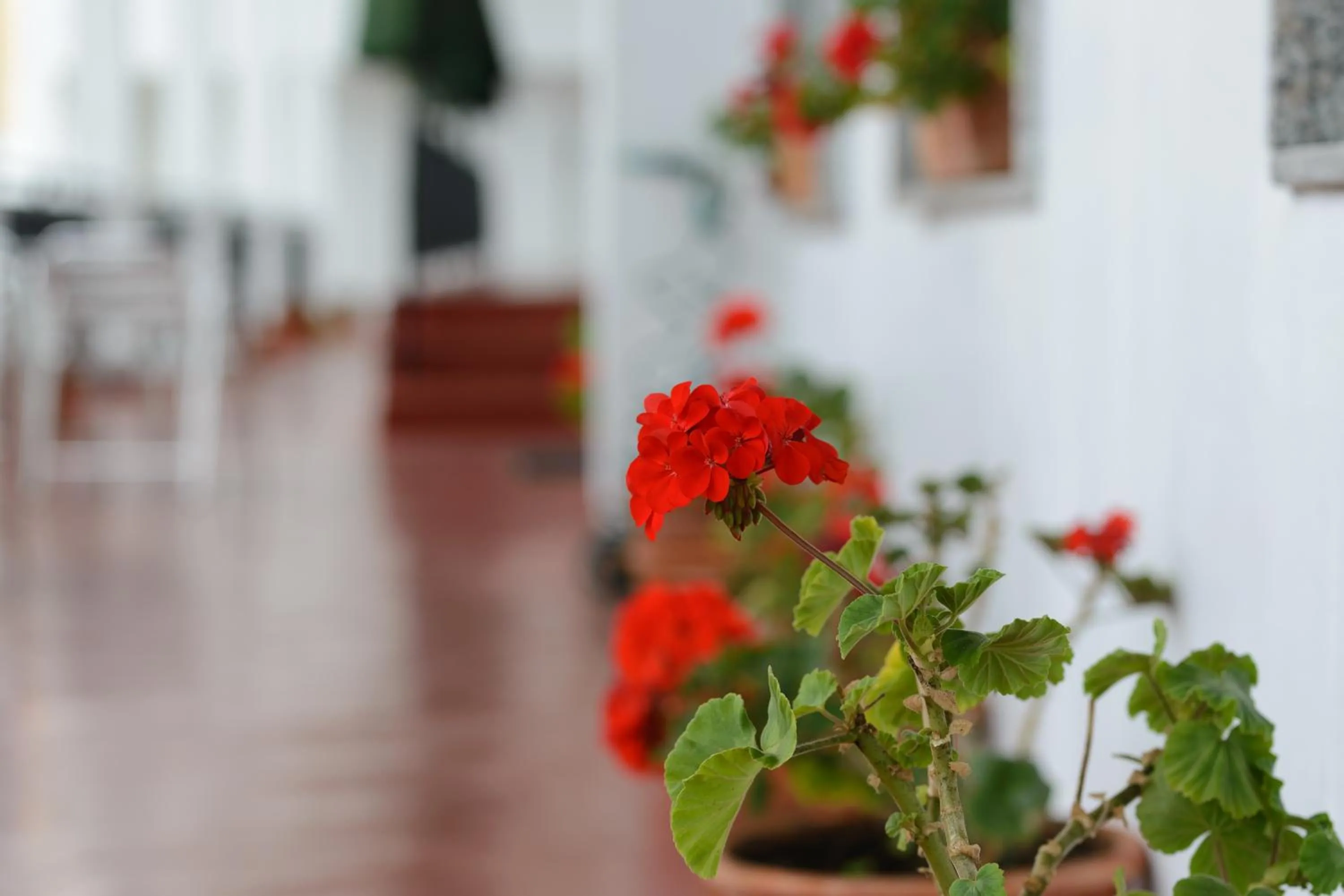 Balcony/Terrace in Hotel La Terraza
