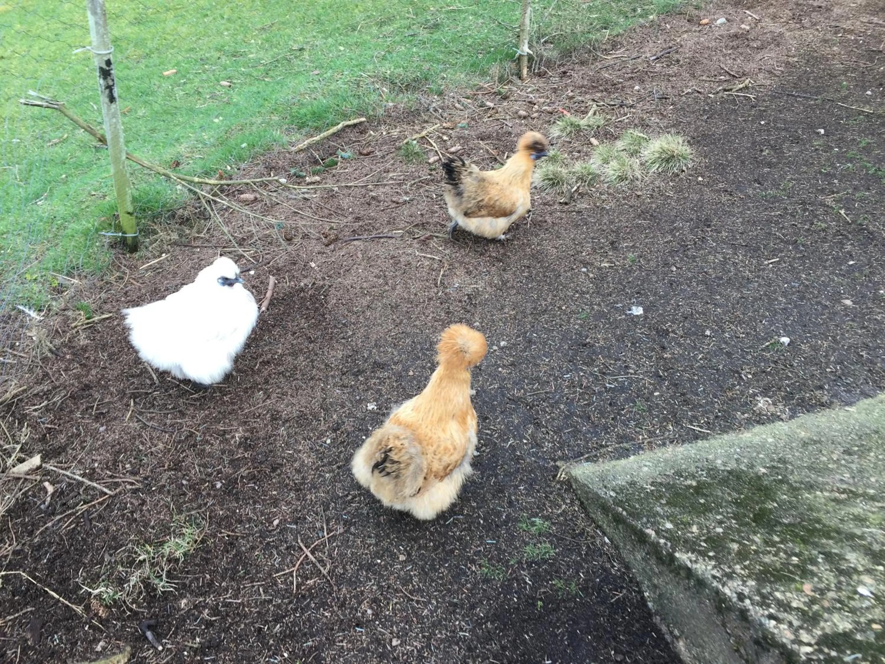 Animals in The Sheiling B&B - NC 500