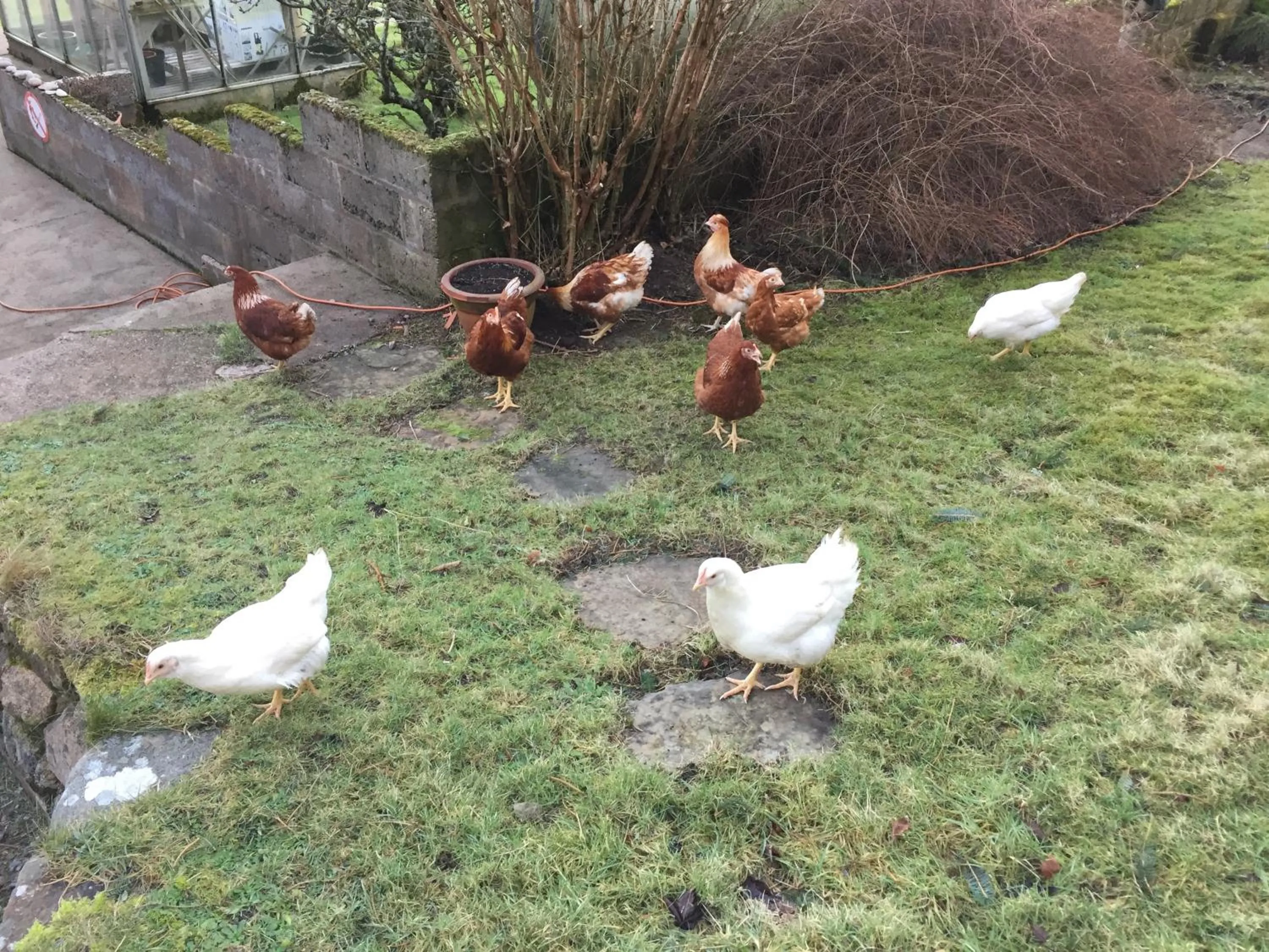 Animals in The Sheiling B&B - NC 500