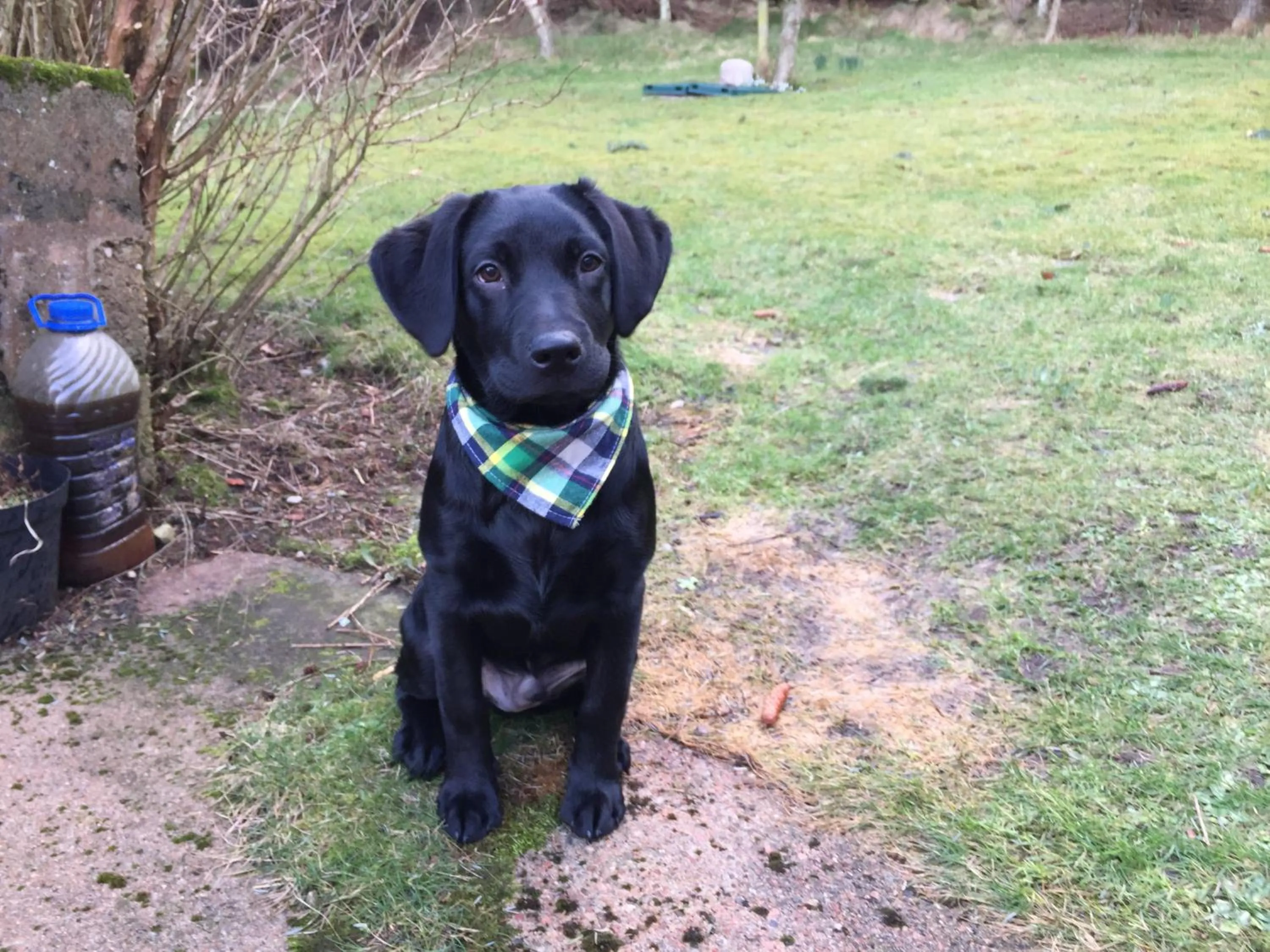 Pets in The Sheiling B&B - NC 500