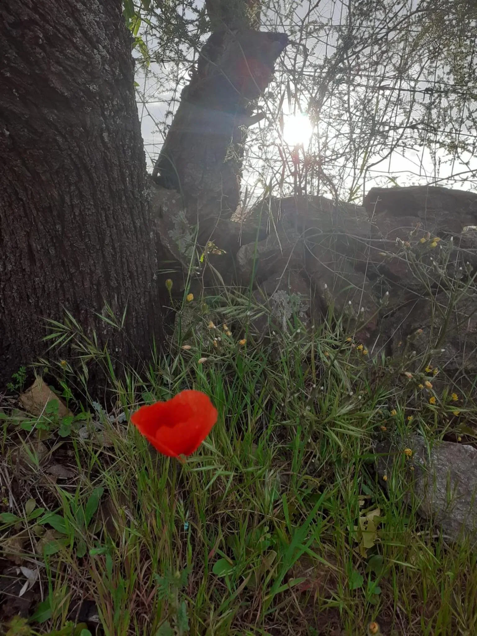 SardAma B&B Affittacamere