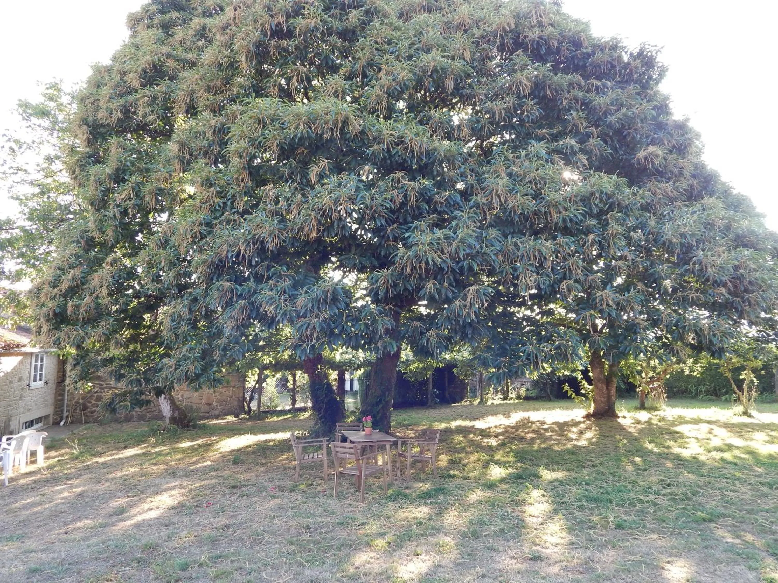 Garden in Pensión - Albergue de Logrosa