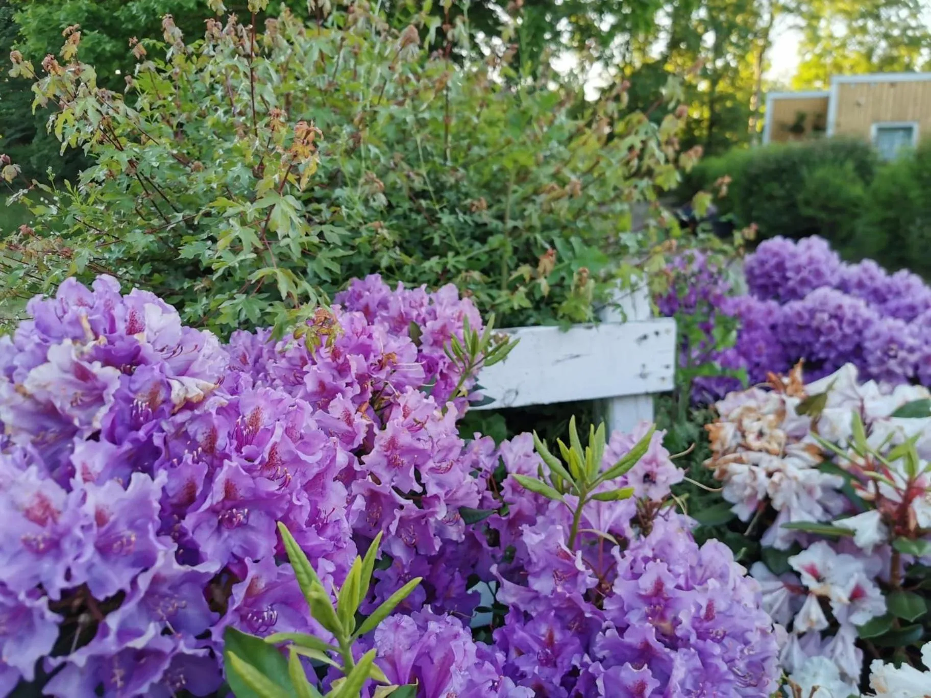 Garden view in Frederiksværk Camping & Hostel