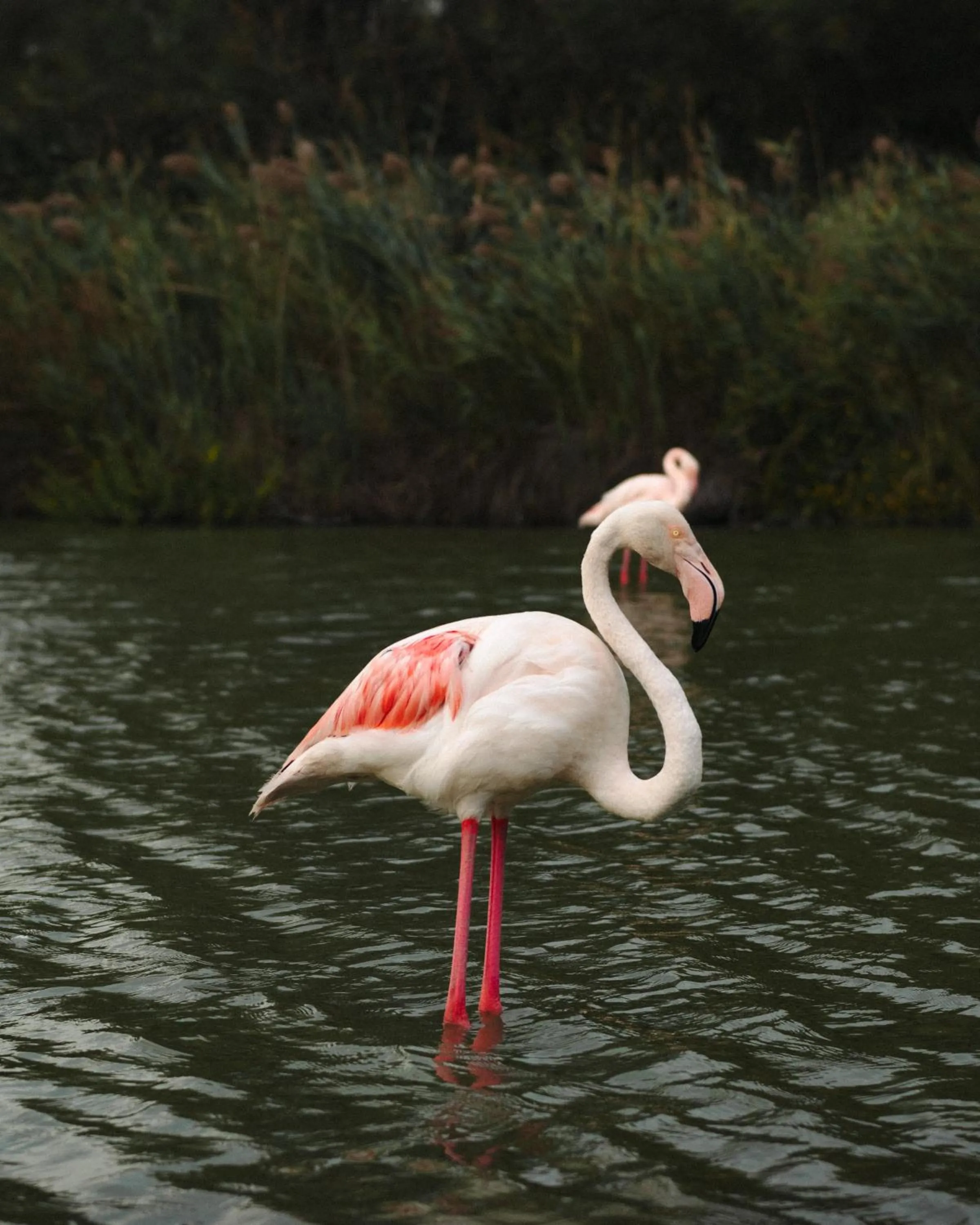 Nearby landmark in Mas de la Fouque - Hôtel & Spa