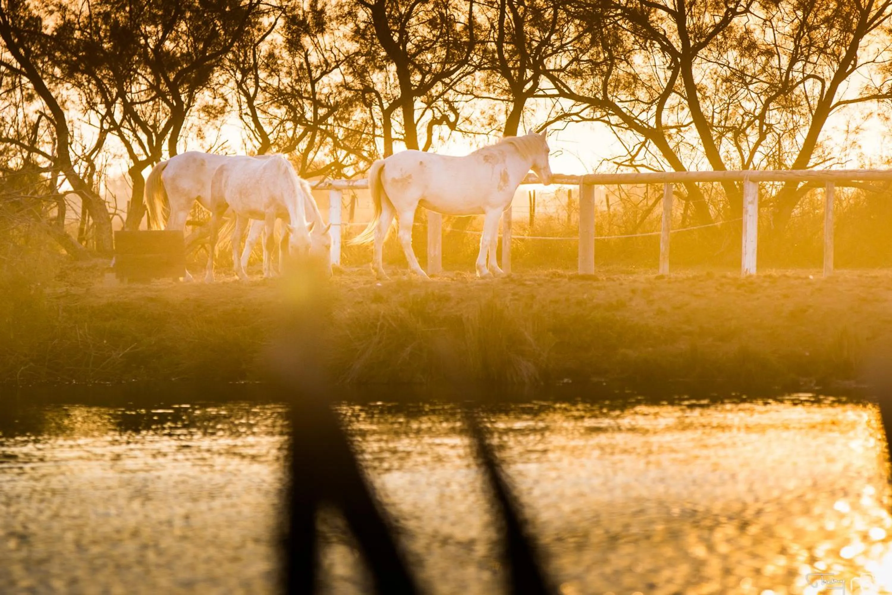 Natural landscape in Mas de la Fouque - Hôtel & Spa