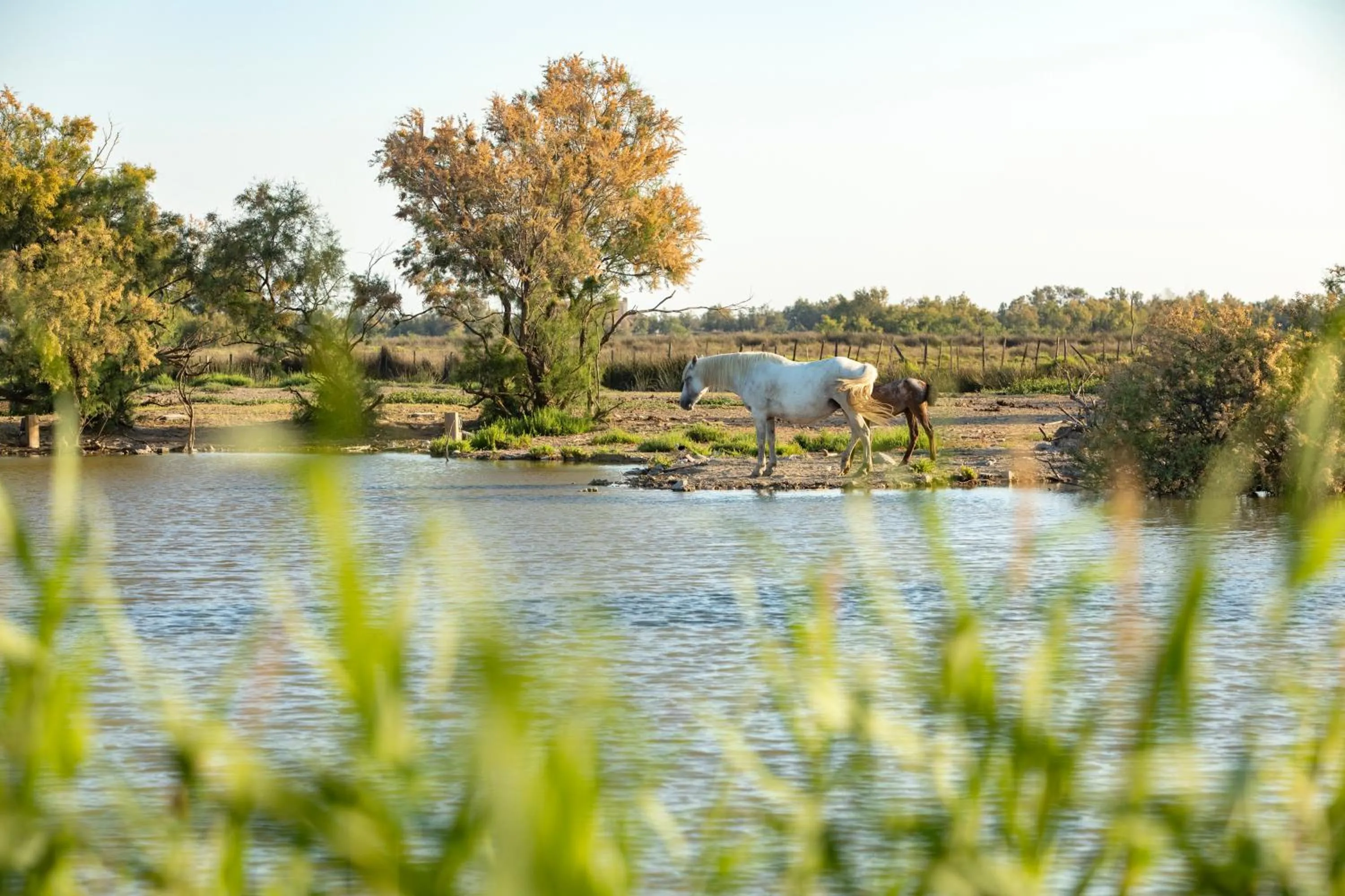 Natural landscape in Mas de la Fouque - Hôtel & Spa