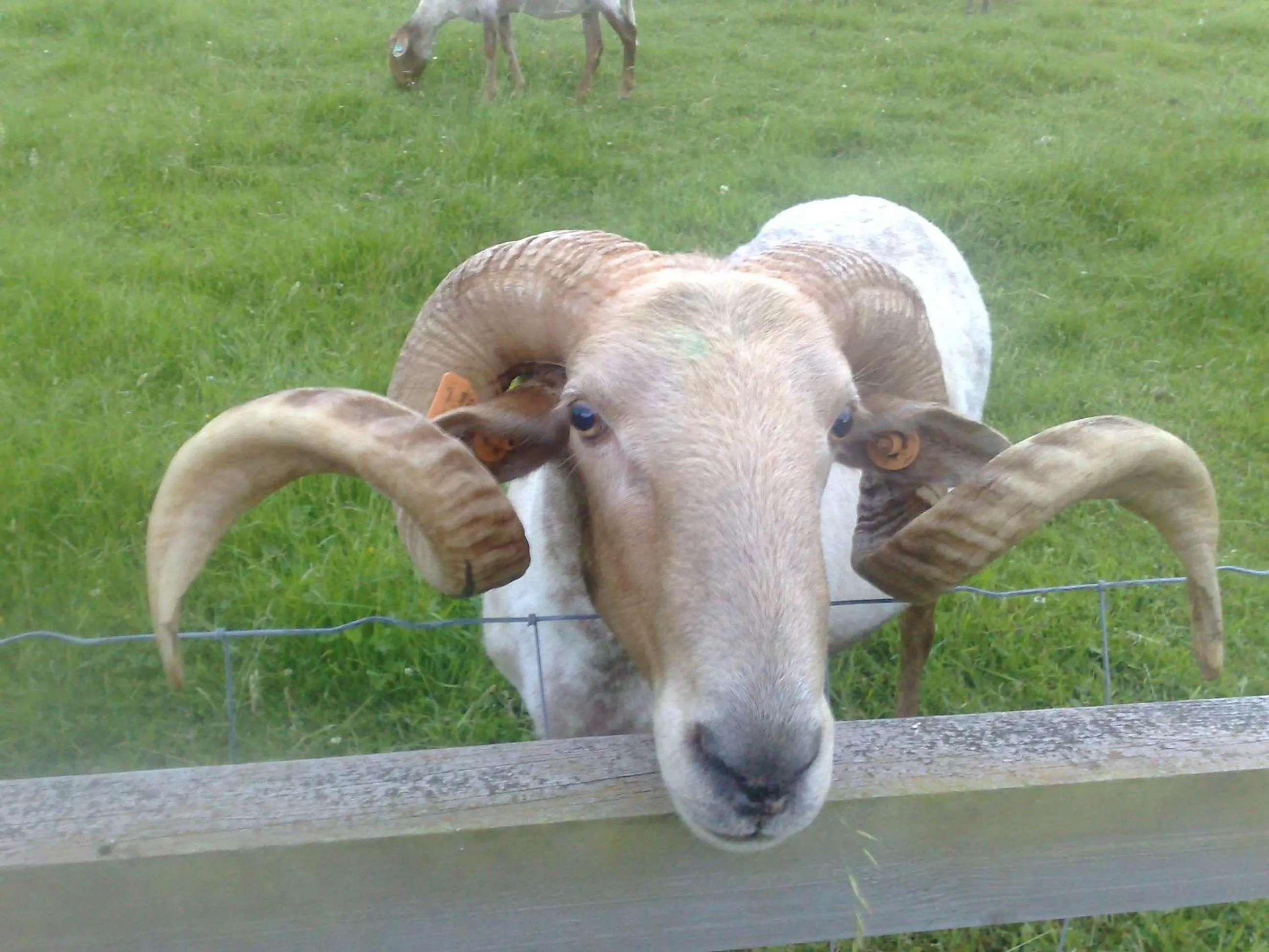 Other in Paraje del Asturcon - Adults only