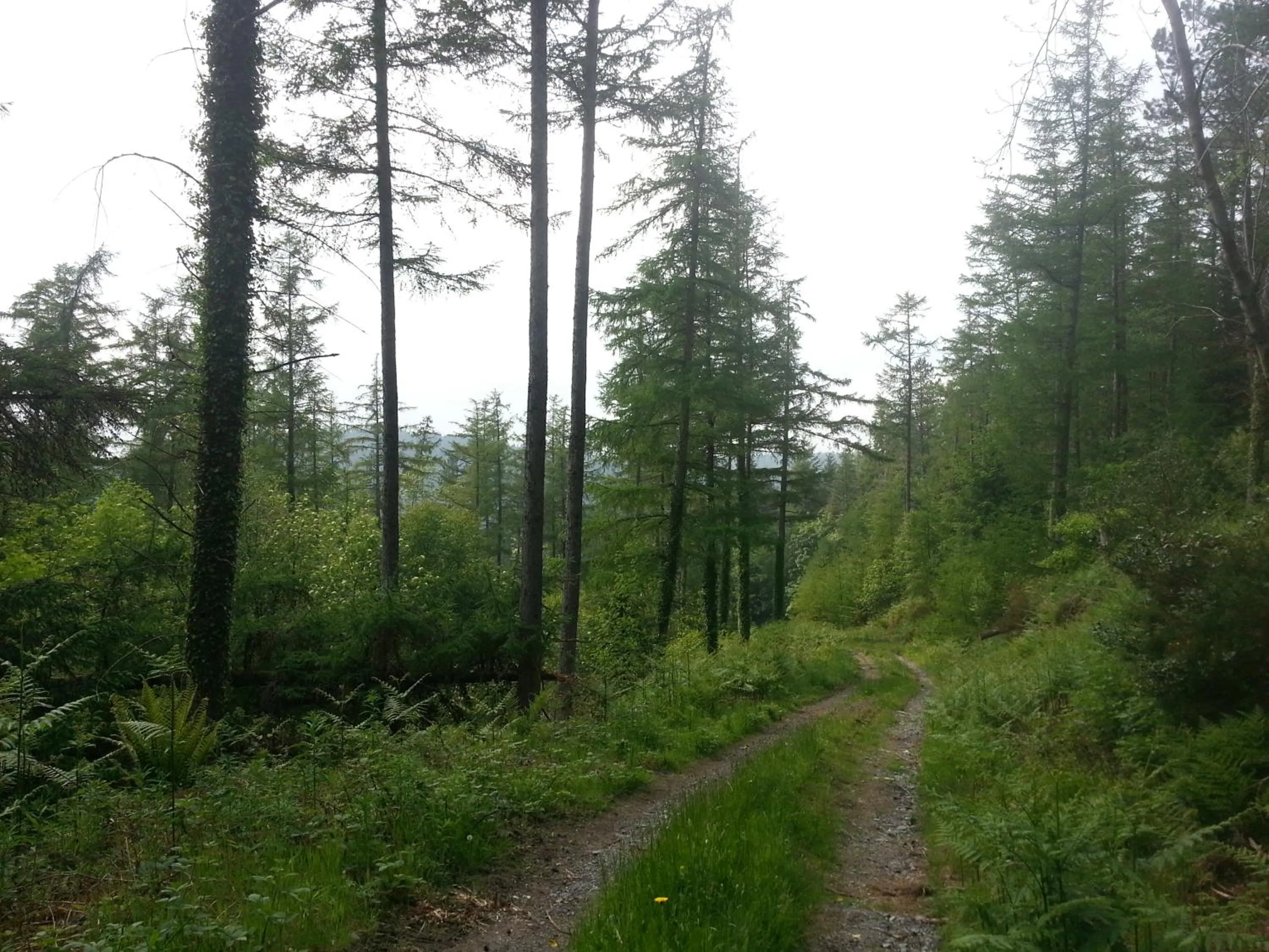 Natural landscape in Ty Capel Isa
